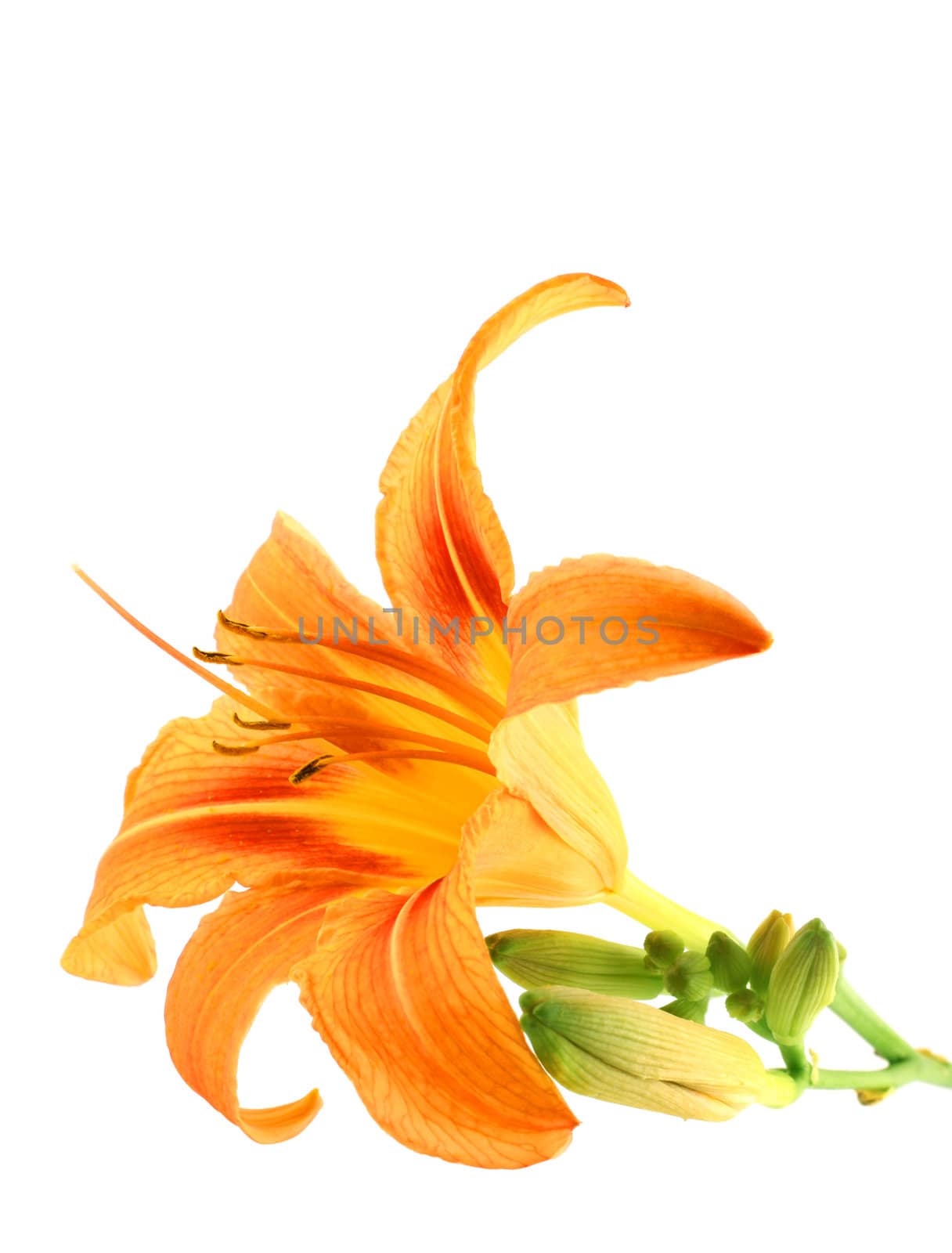 Orange lily isolated over white background