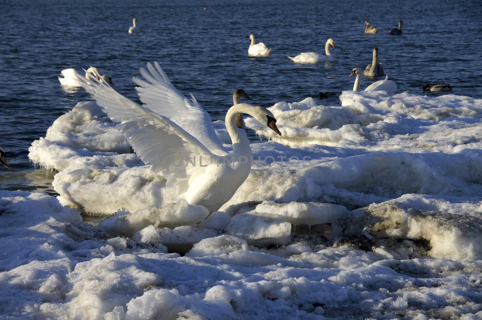 White swan  by andrei_kolyvanov