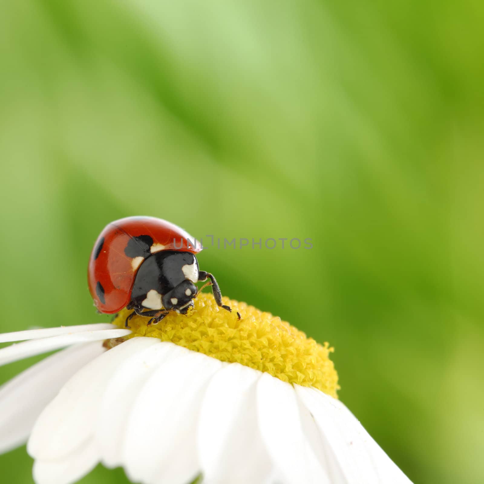  big red ladybug on camomile grass background