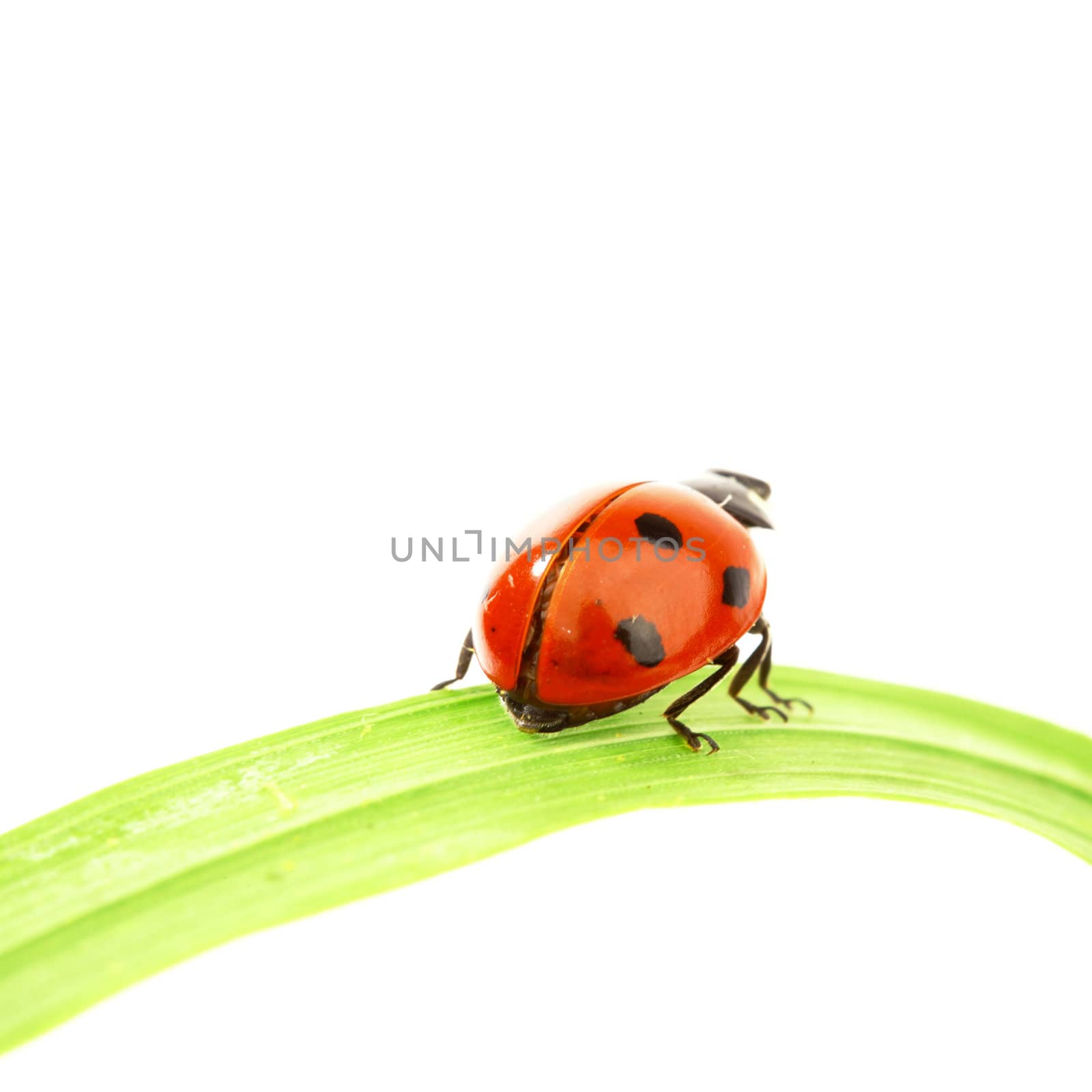 ladybug on grass isolated on white background