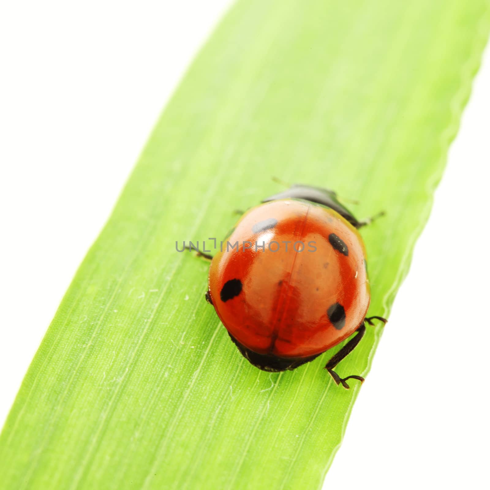 ladybug on grass isolated on white background