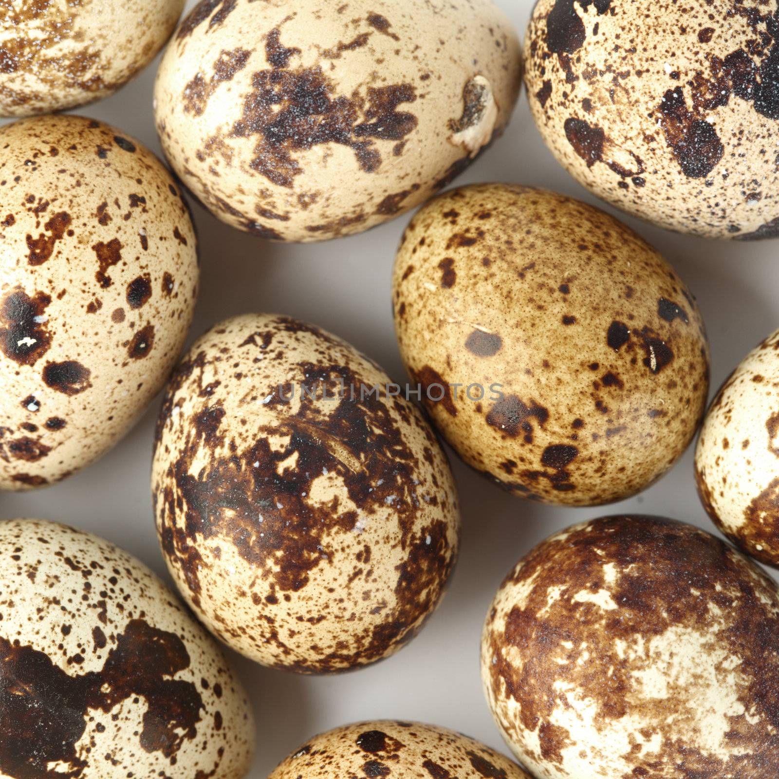quail egg background macro close up