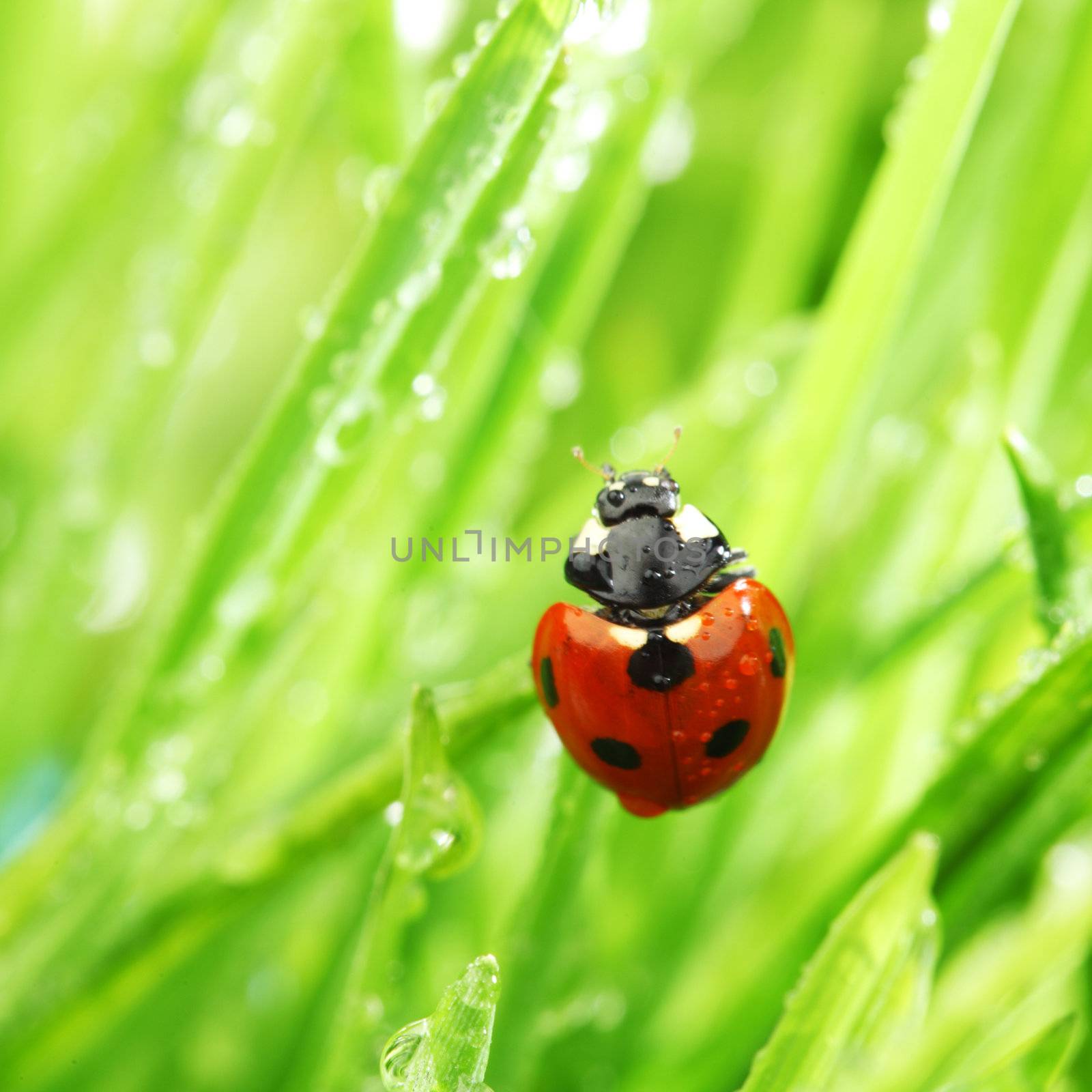 ladybug on grass nature background in waterdrops