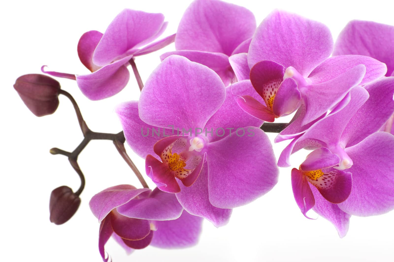 Orchid Flower by BVDC