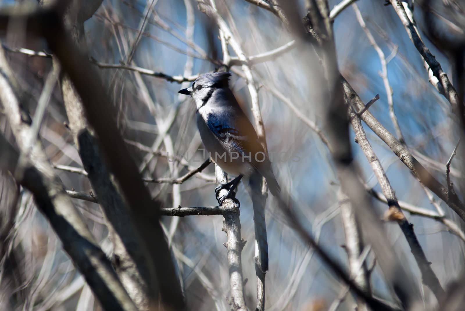 A Blue Jay Perched in a Tree