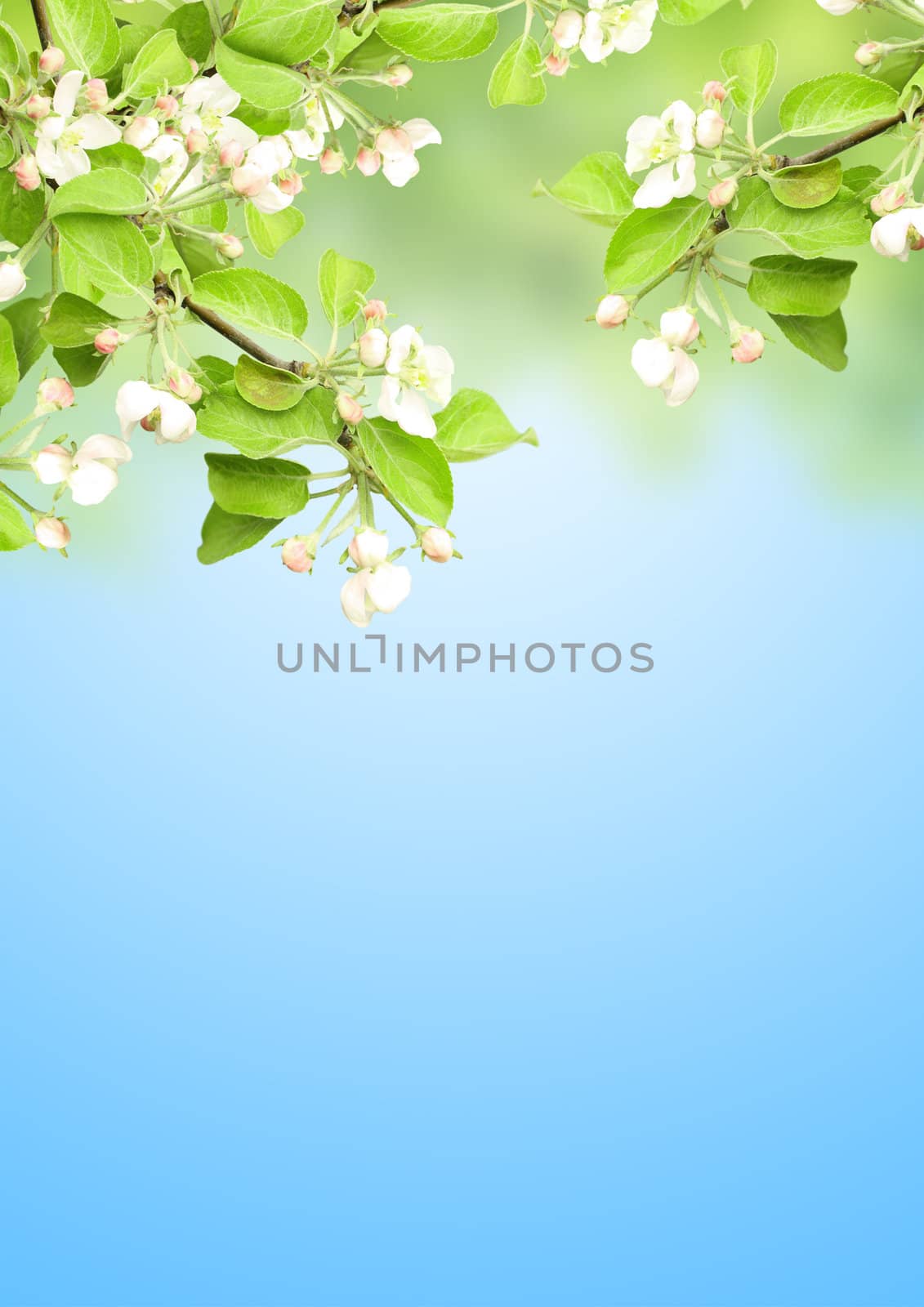 Flowers of apple on blue sky