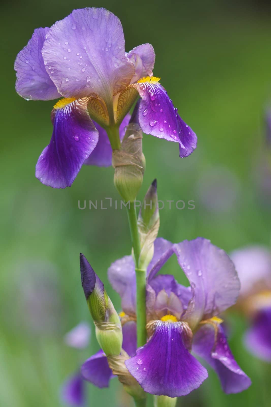 "Image of a beautiful lily, first hour in the morning, sprinkled with dew drops"