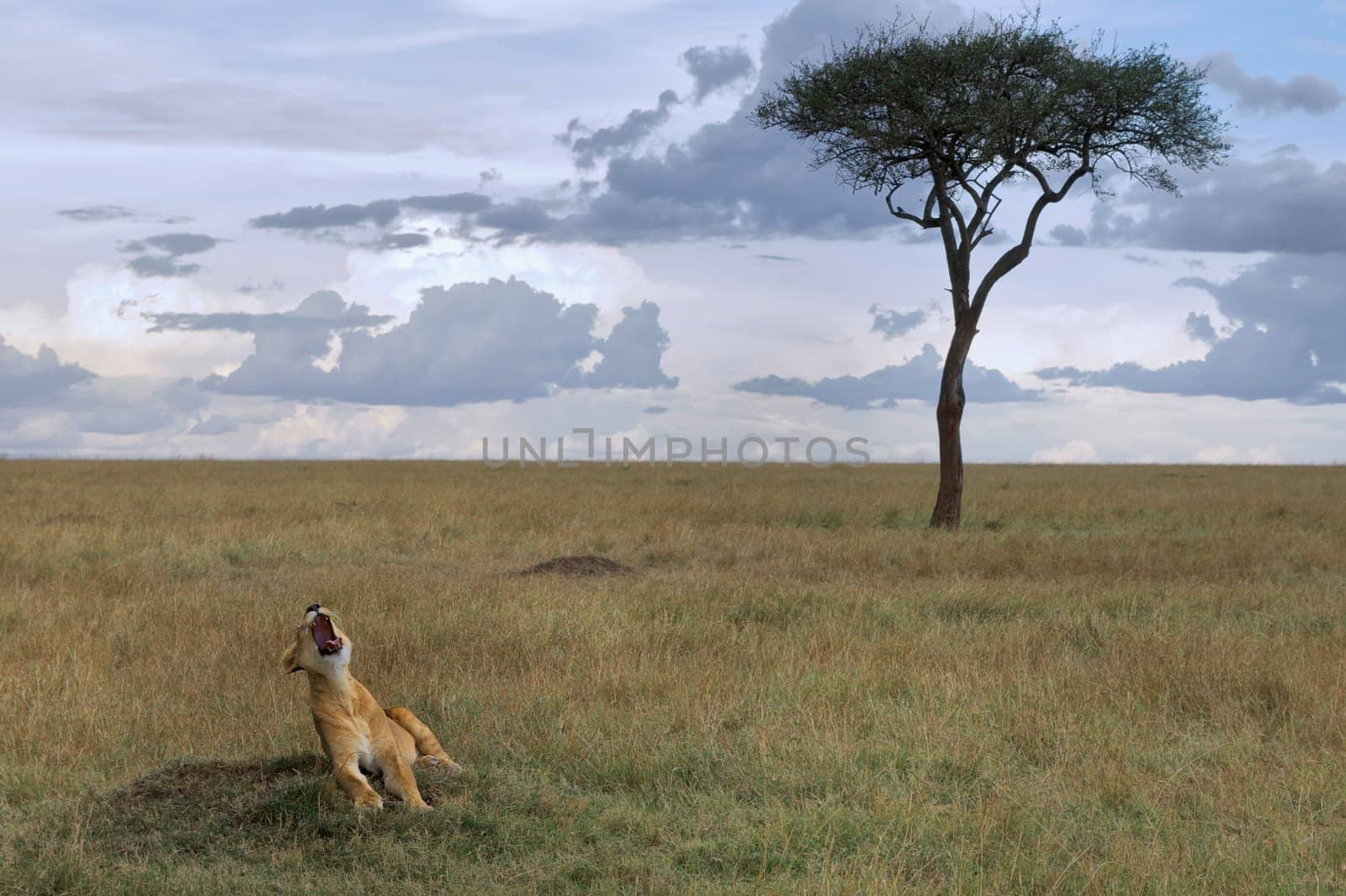 "A lioness yawning somewhere in the African savannah, the image background stands an acacia. Cloudy day"
