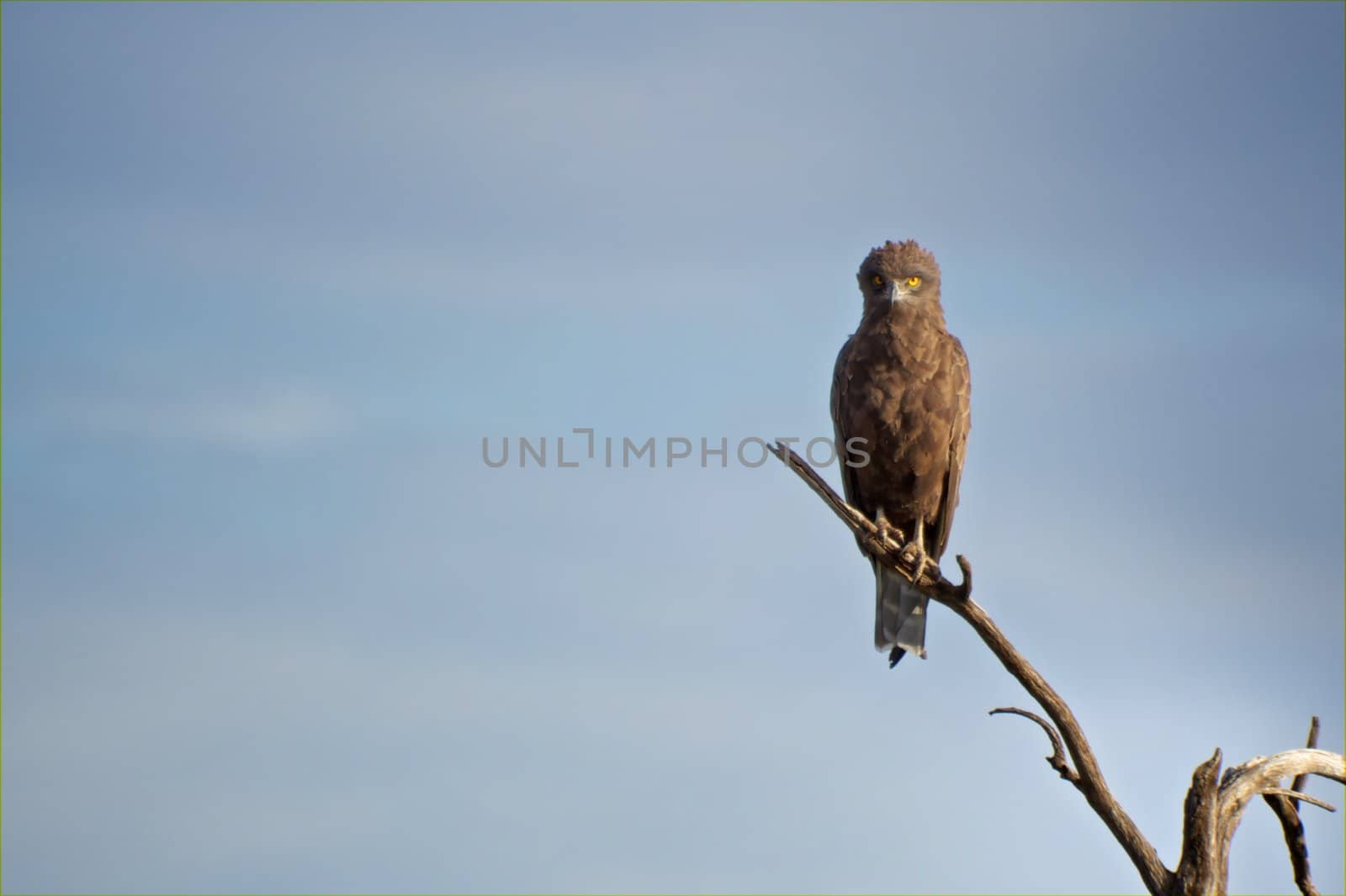 "A brown harrier-eagle standing on a branch watching the savannah in search of food"