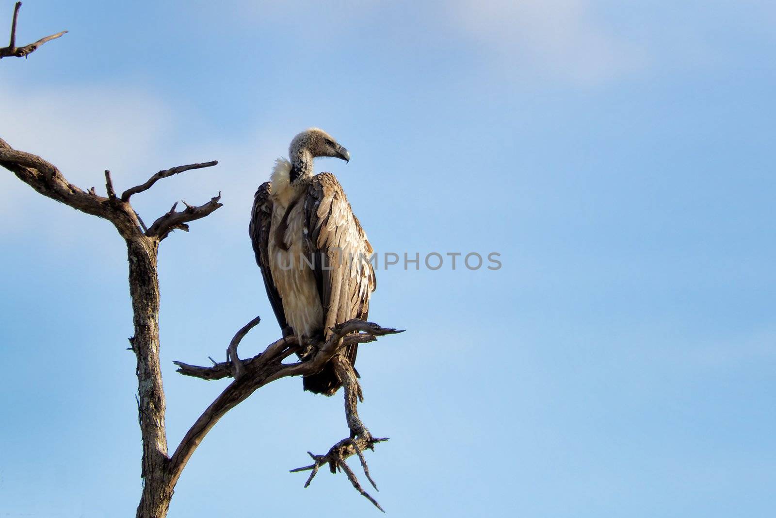"A white-backed vulture standing on a branch watching the savannah in search of food"
123RF -Subida
Alamy - OK
Canstockphoto - Subida
Depositphotos - Subida
Fotolia - Subida
Mostphotos - OK
Photaki - Rechazada
Photodune - Subida
Photokore - Ok