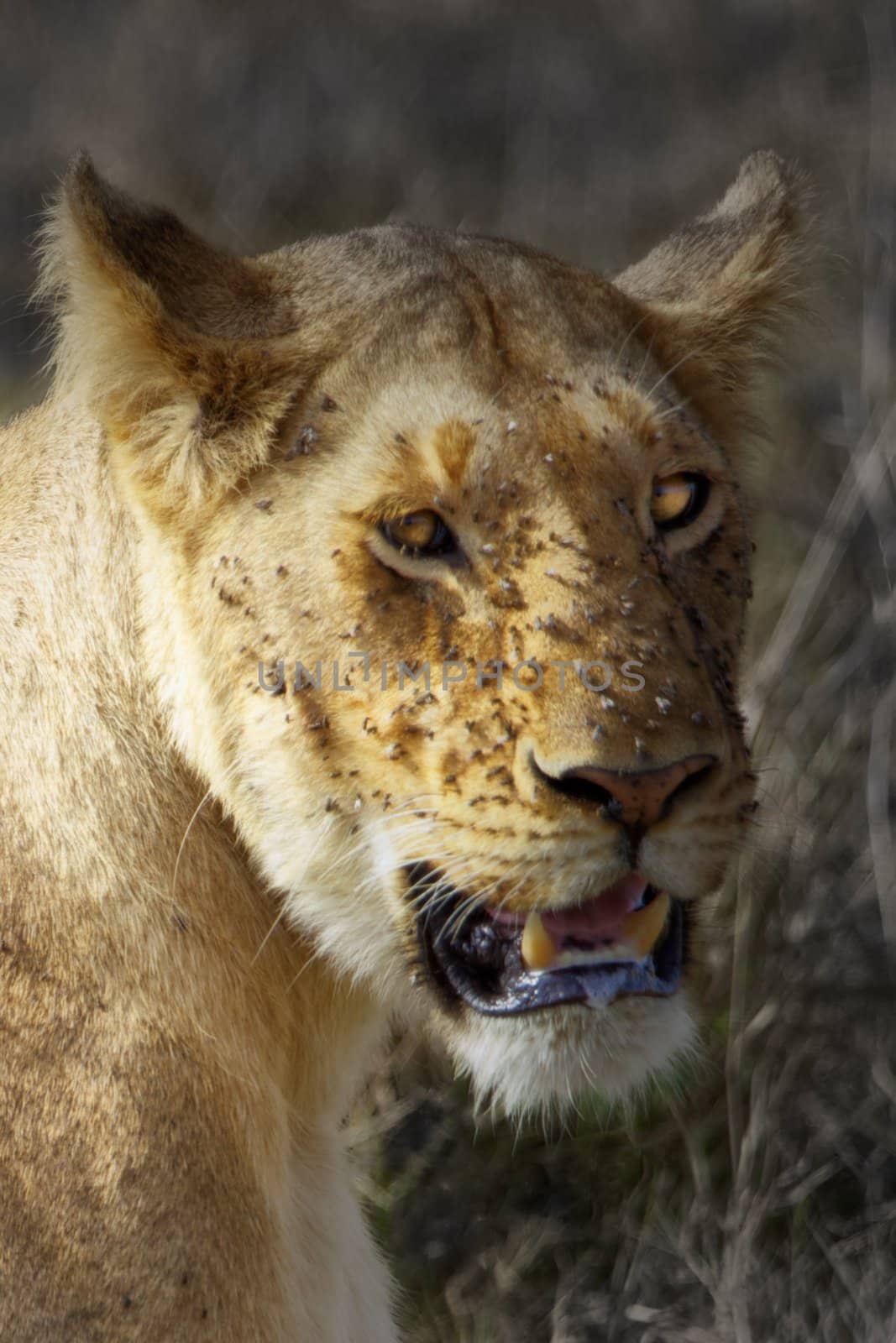 "Close image of the head of a lioness, beset by swarms of flies. Highlights on dark background"