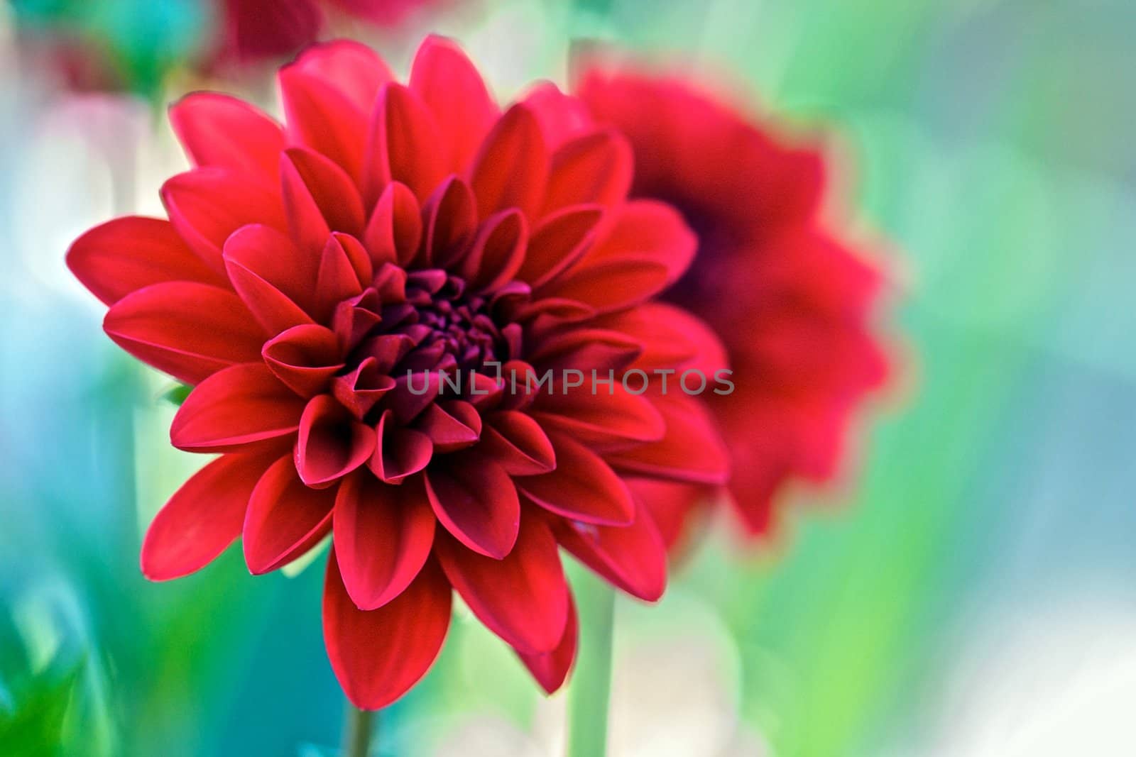 "Image of a dahlia straight out of a dream"