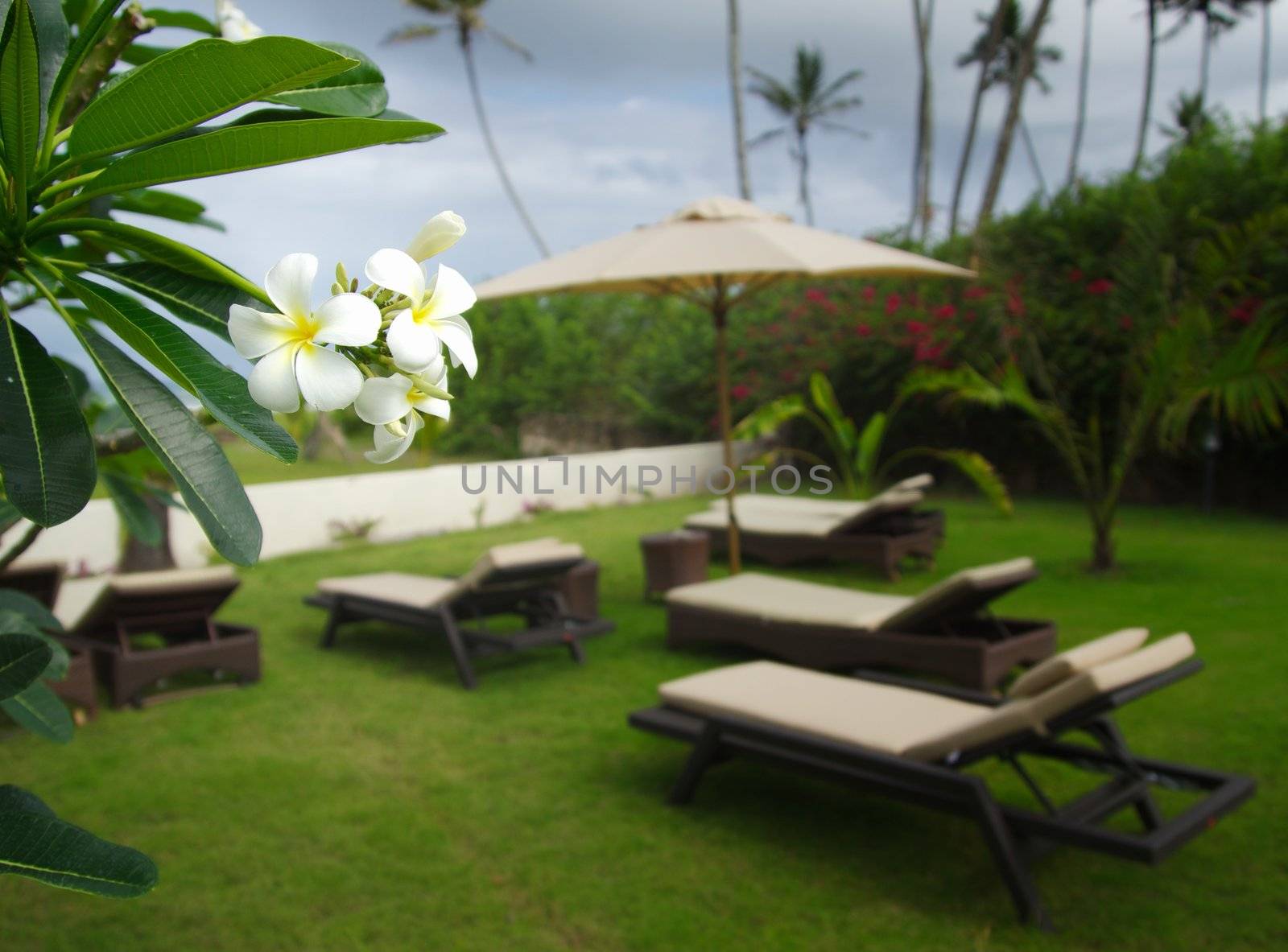 "Close-up of a flower with the background of a tropical beach resort in Kenya"