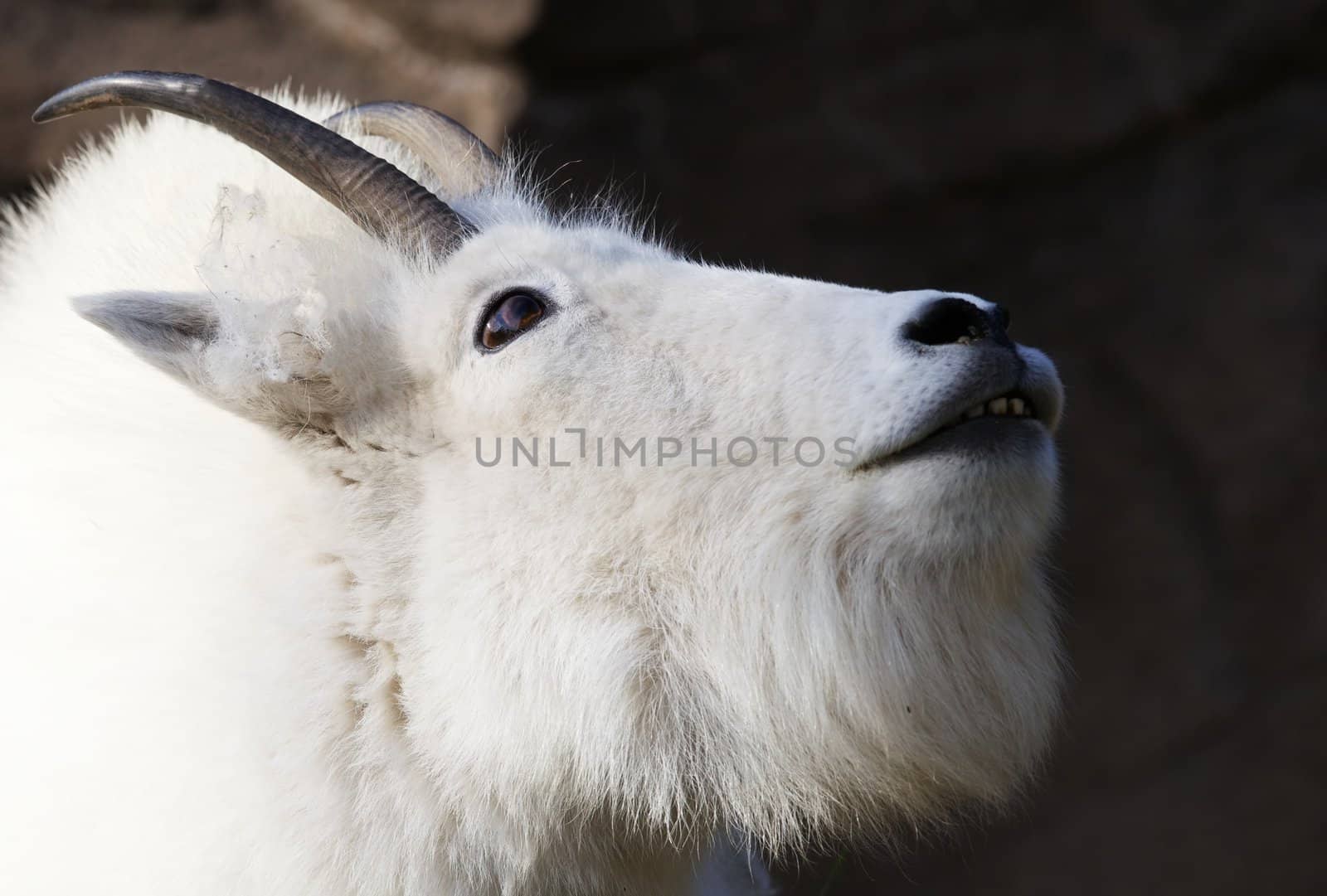 White Mountain Goat head with eyes looking up