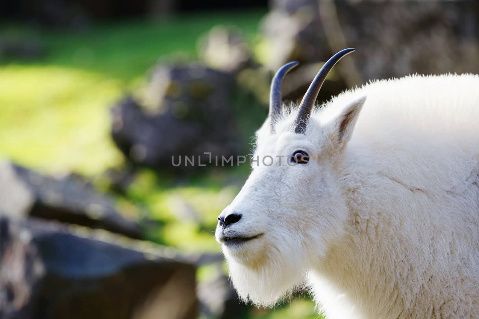 Head and neck of bearded and horned Rocky Mountain Goat with soft focus background