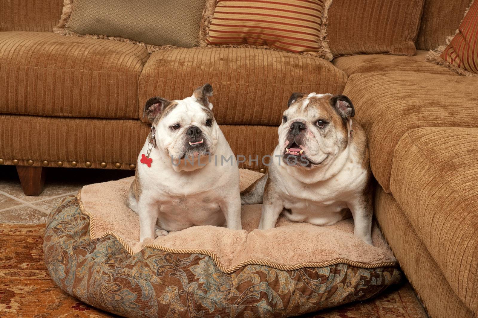 Bulldogs with their bed