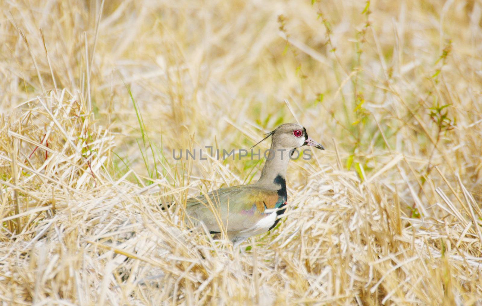 Photo of a southern lapwing bird (vanellus chilensis)