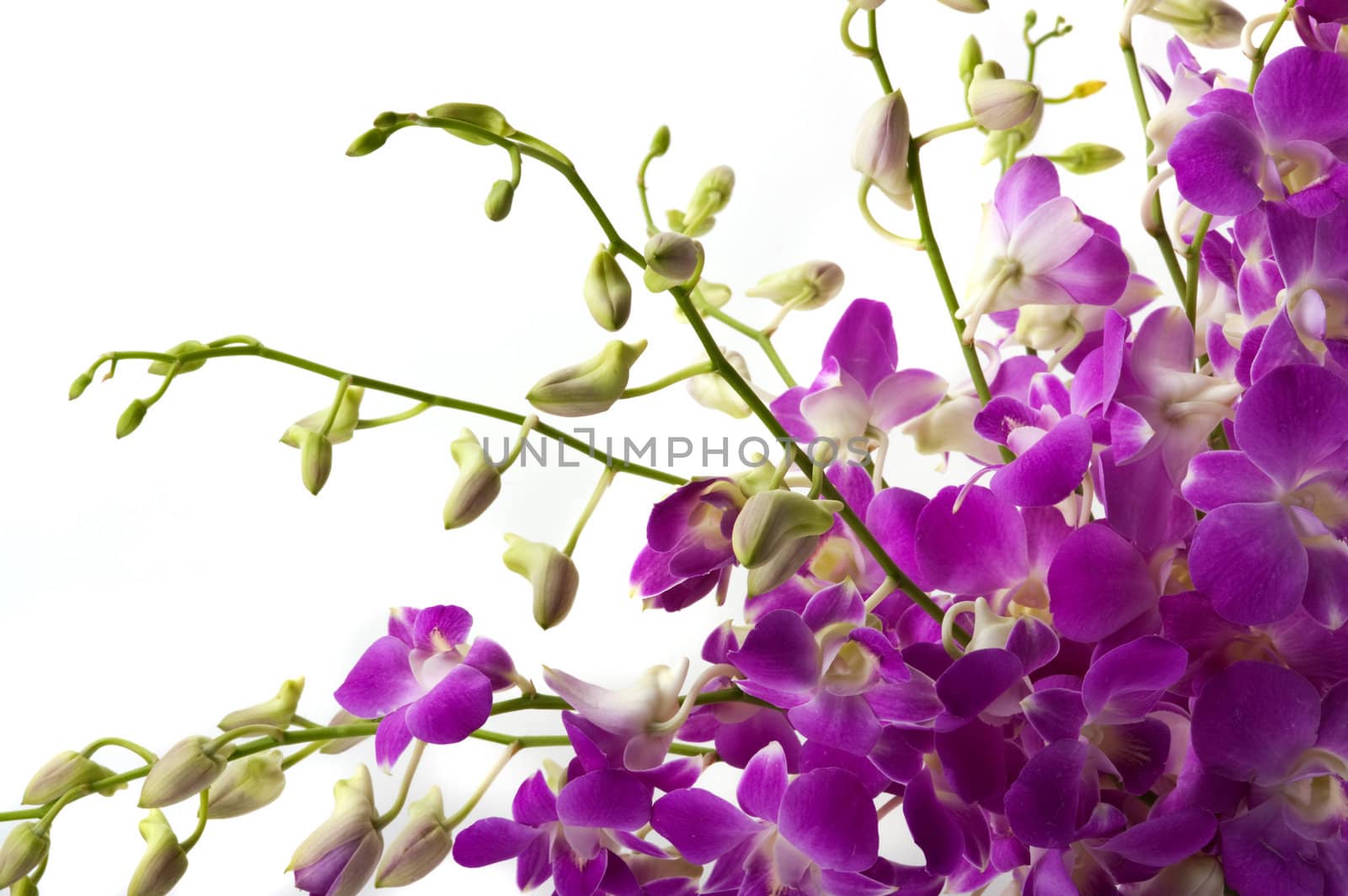 Orchids by BVDC