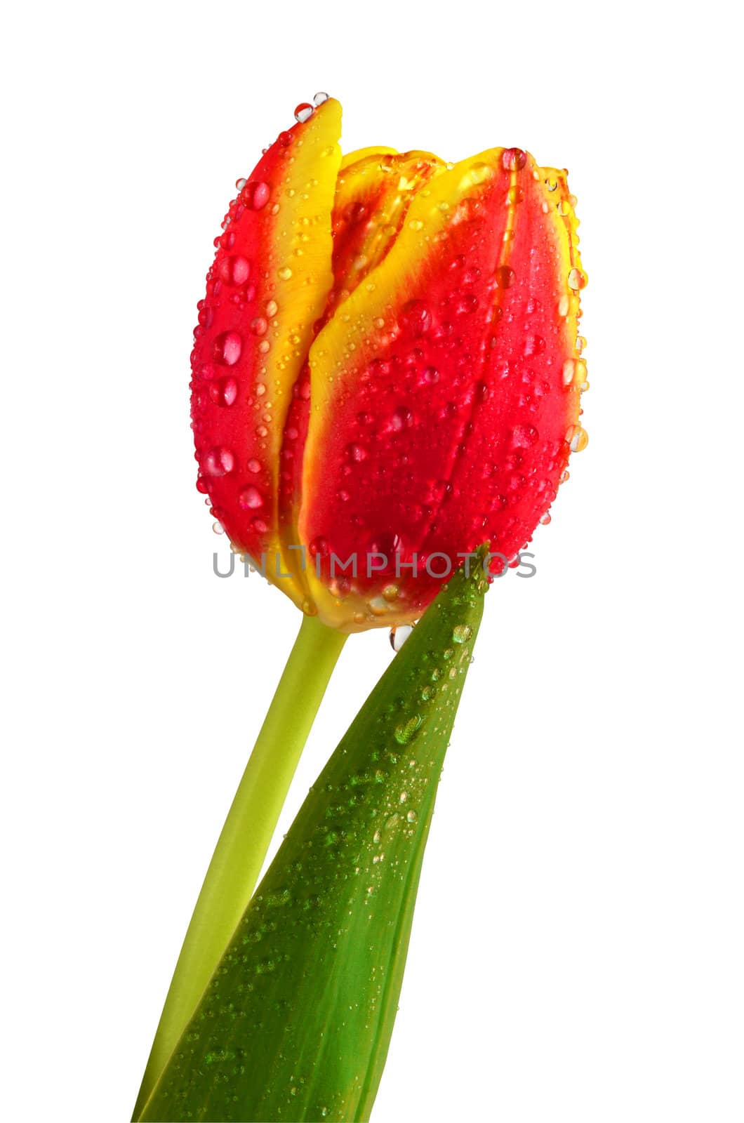 Tulip covered with small water drops. Isolated on white.