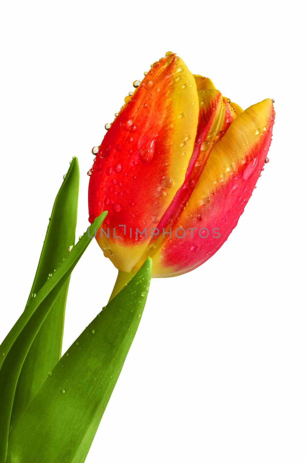 Fresh tulip by Vectorex