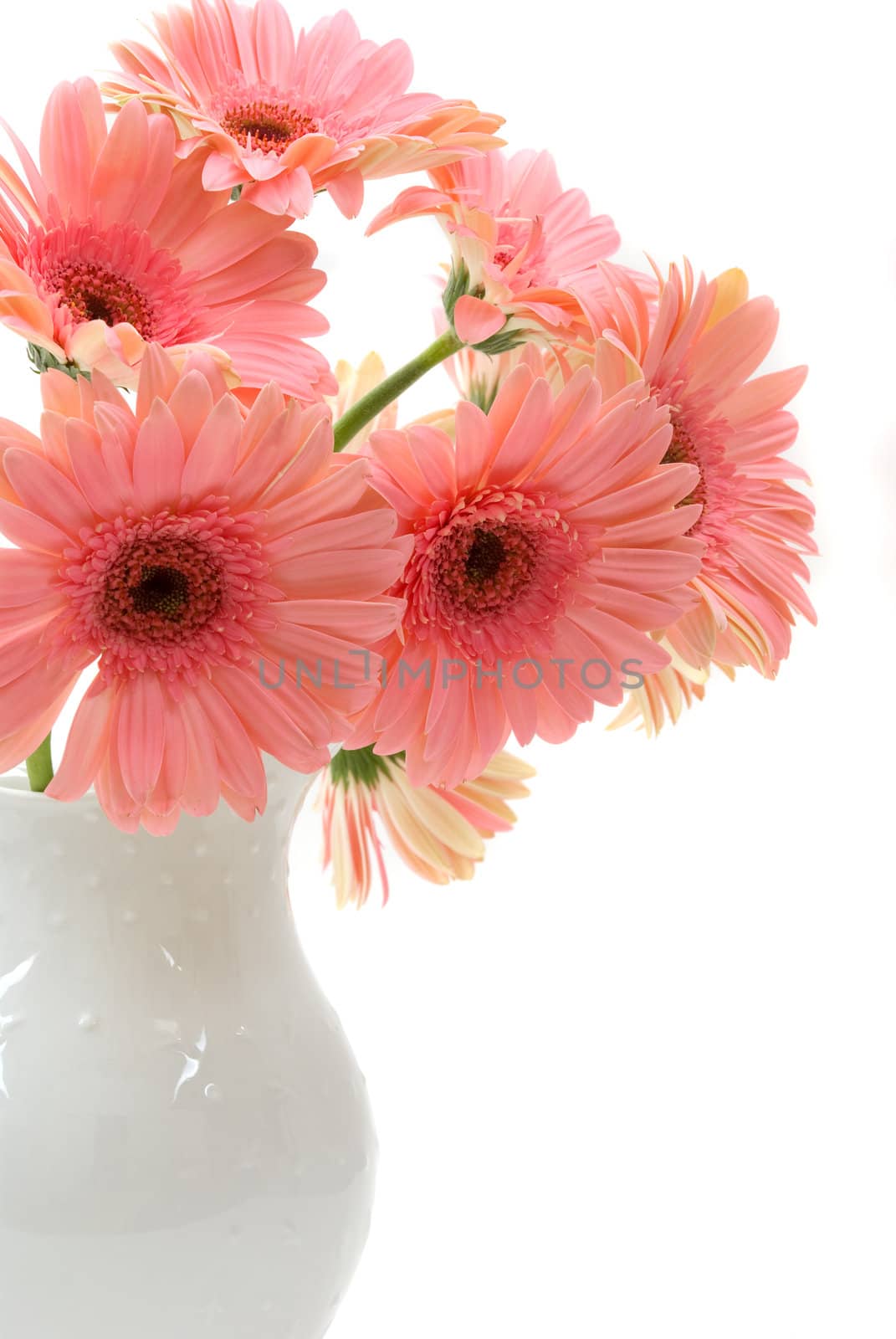  A bouquet of daisy gerberas in a beautiful pitcher vase
