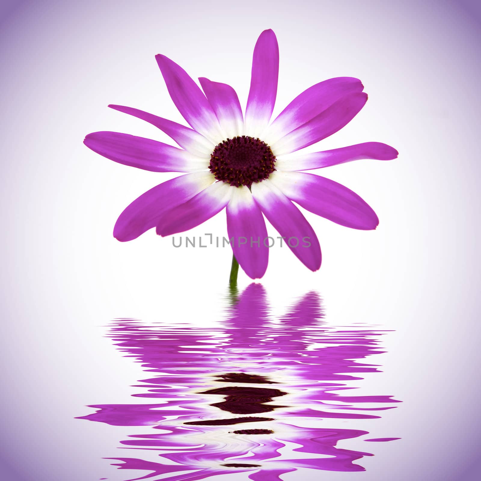 Beautiful daisy with water reflection