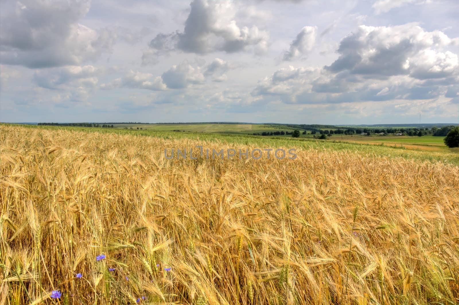 Beautiful summer landscape (HDR image) by alphacell