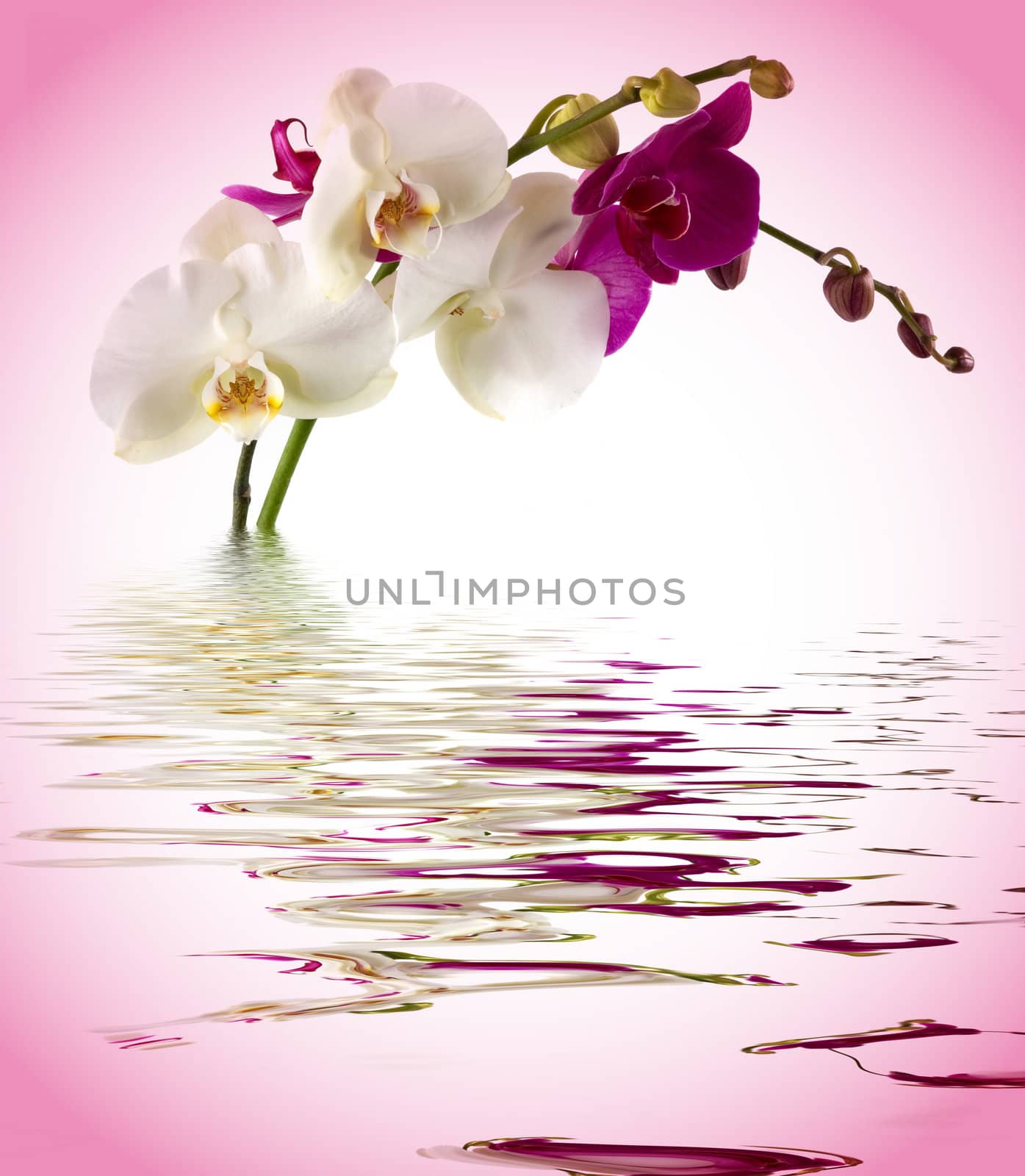 Orchid in water and reflection