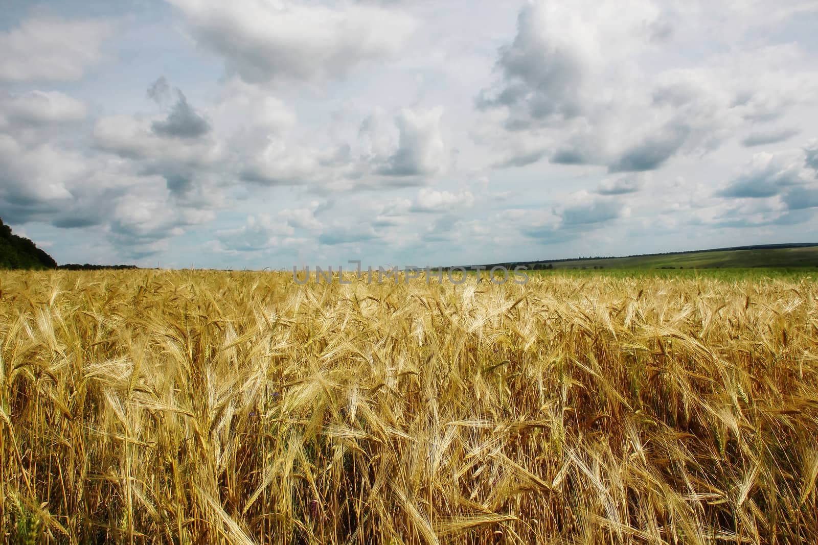 Beautiful summer landscape with a golden wheat by alphacell