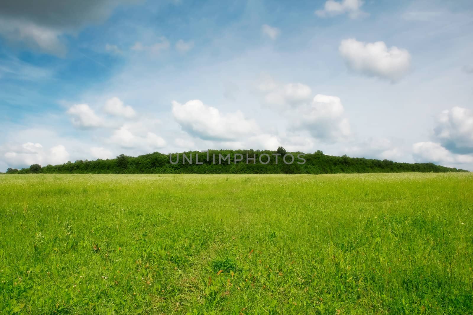 Beautiful summer landscape with a green grass field