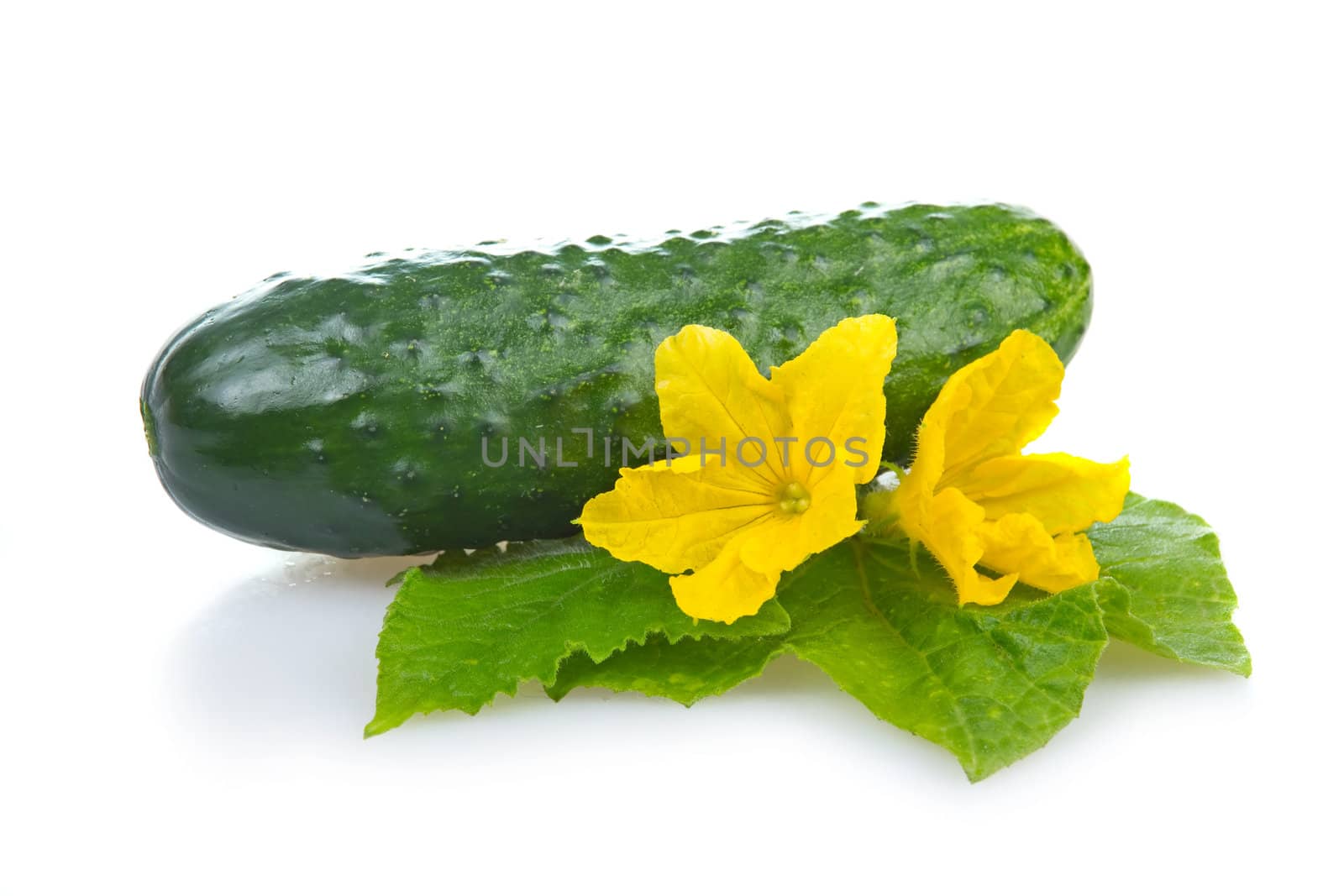 Green cucumber vegetable with leafs and flowers isolated