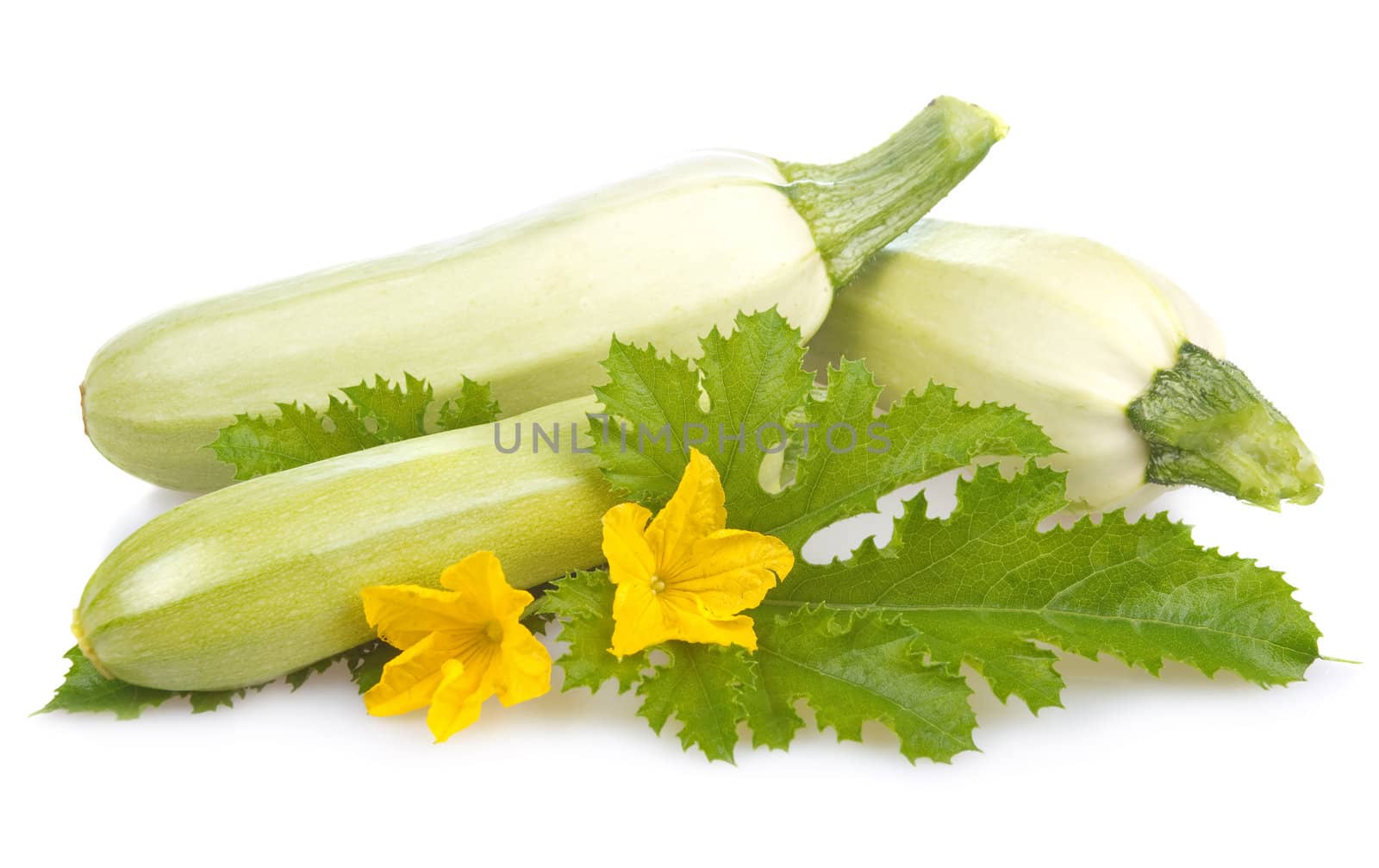 ripe marrow vegetable with leaf isolated on a white background