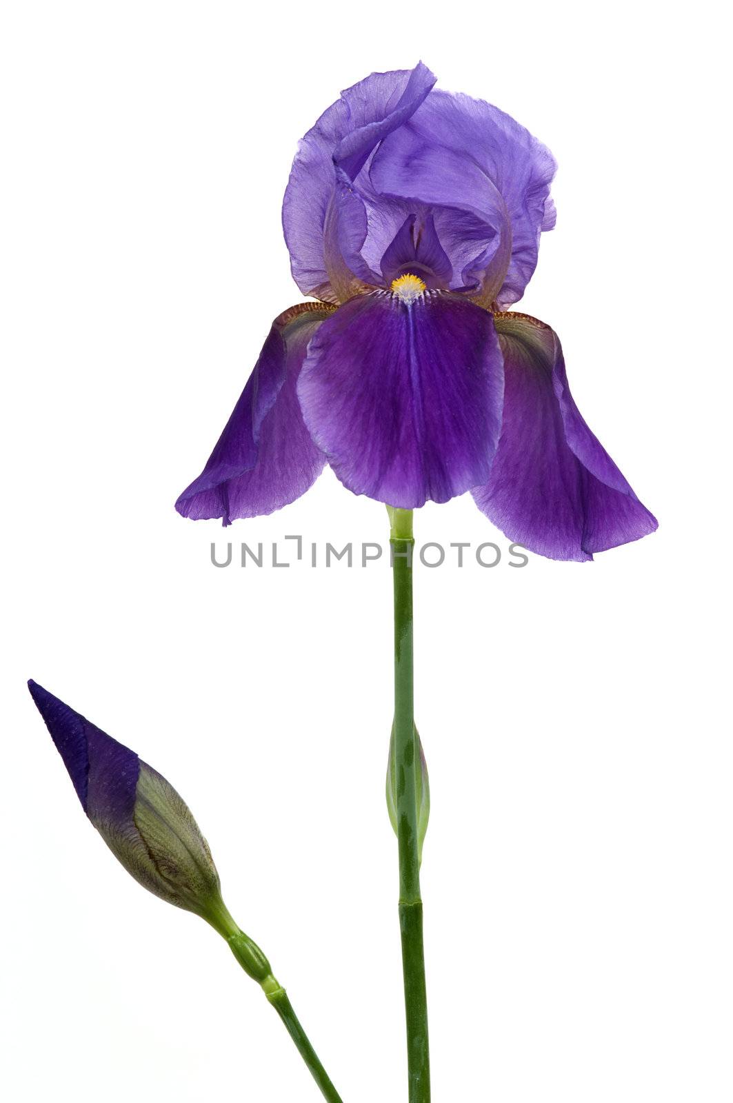 Iris Flower by BVDC
