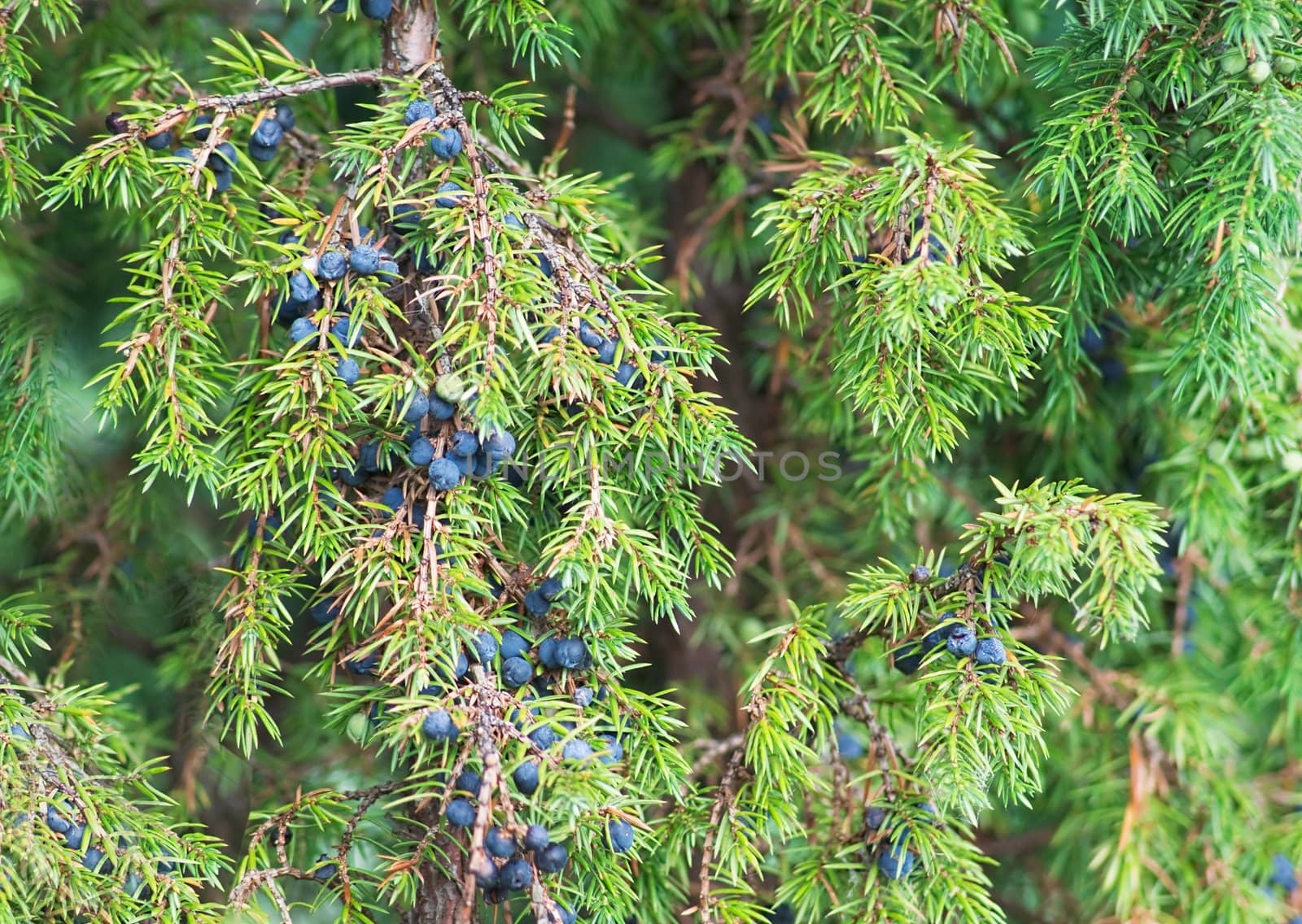 Juniper berries on the branches in the morning light