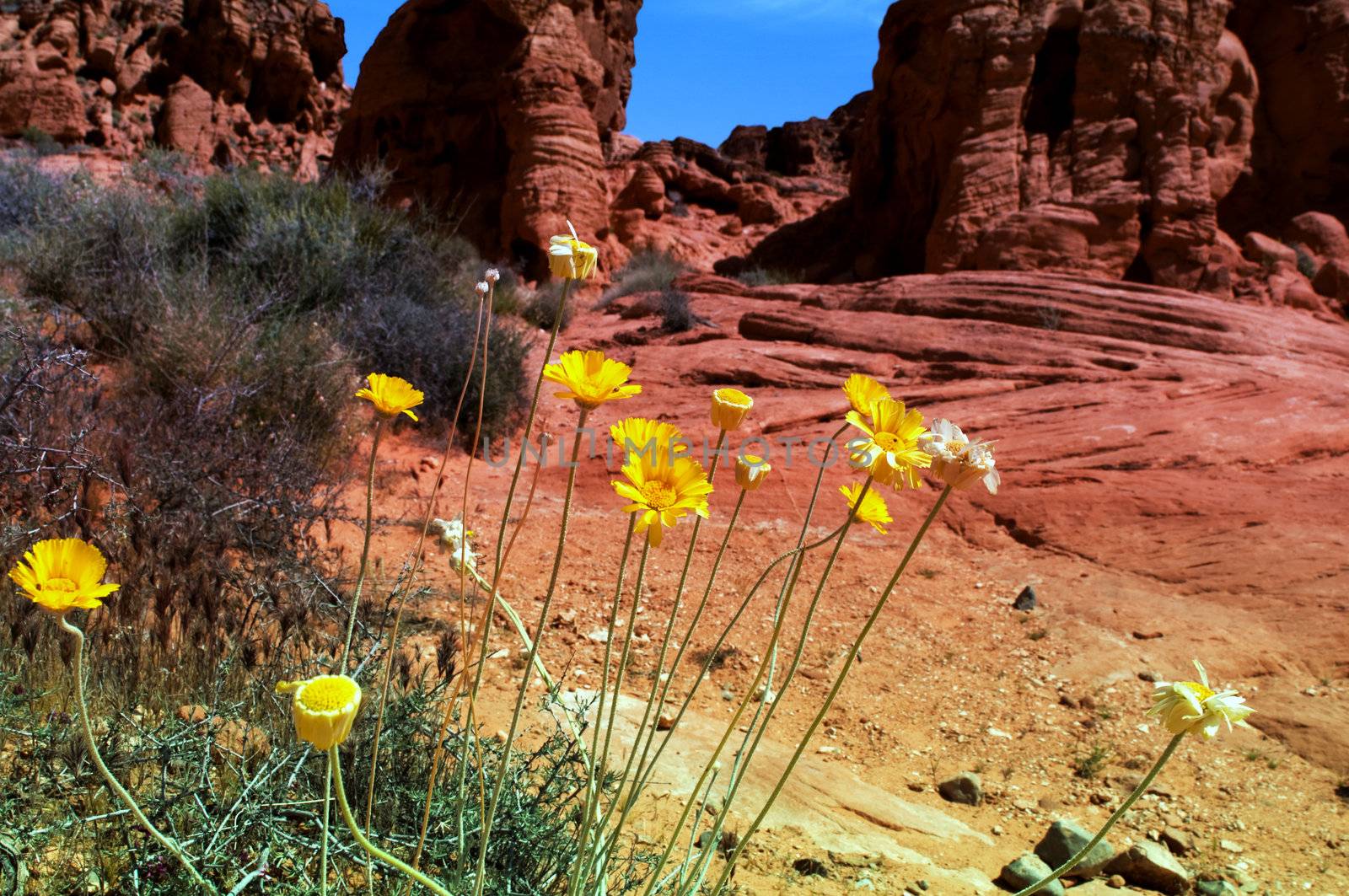 Wild desert flowers in Spring