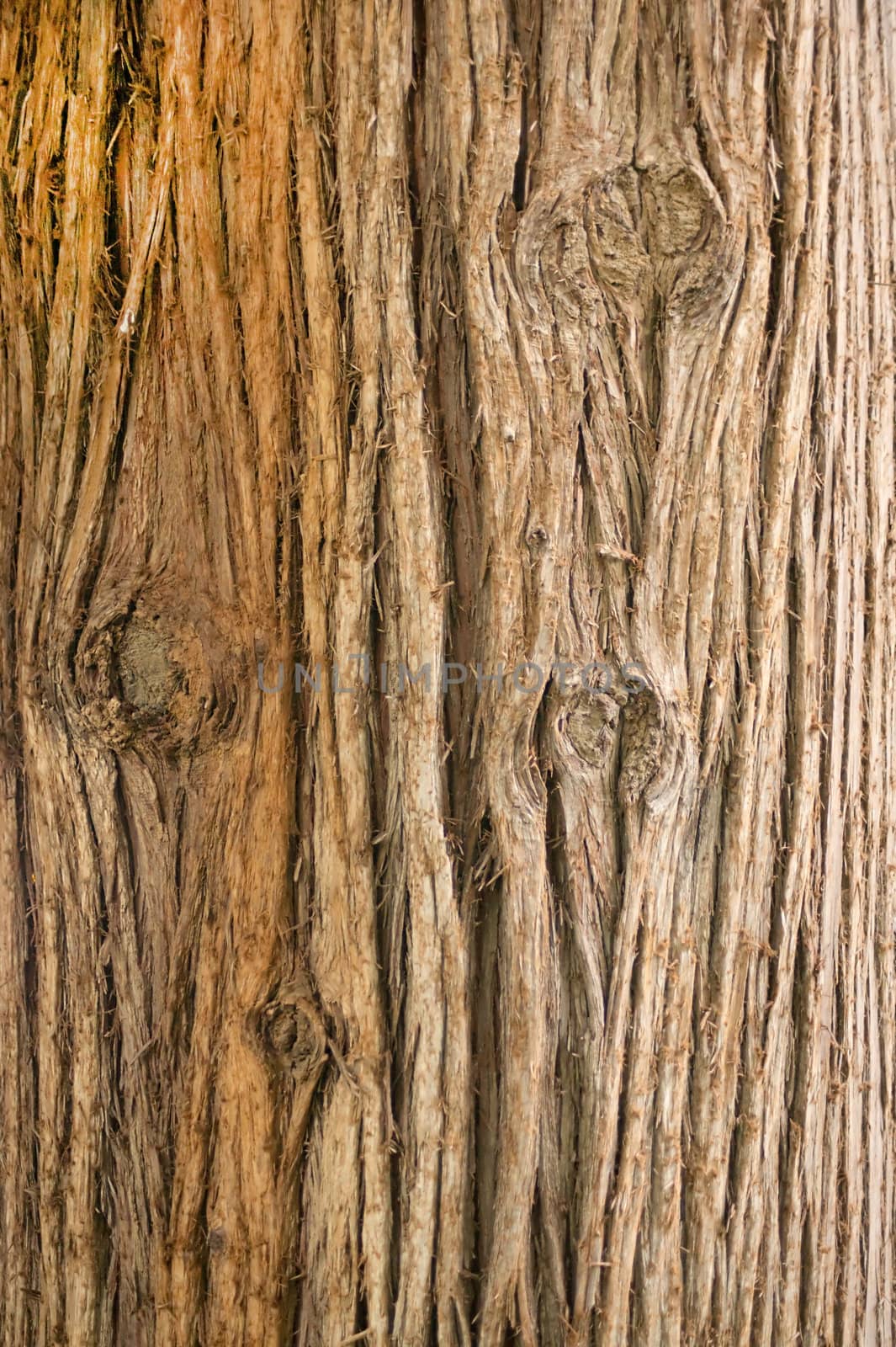 Background of the surface of the bark of a tree