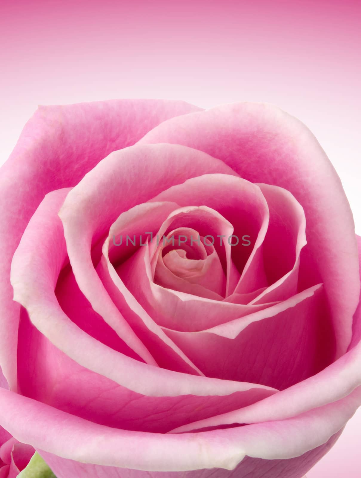 Beautiful pink rose