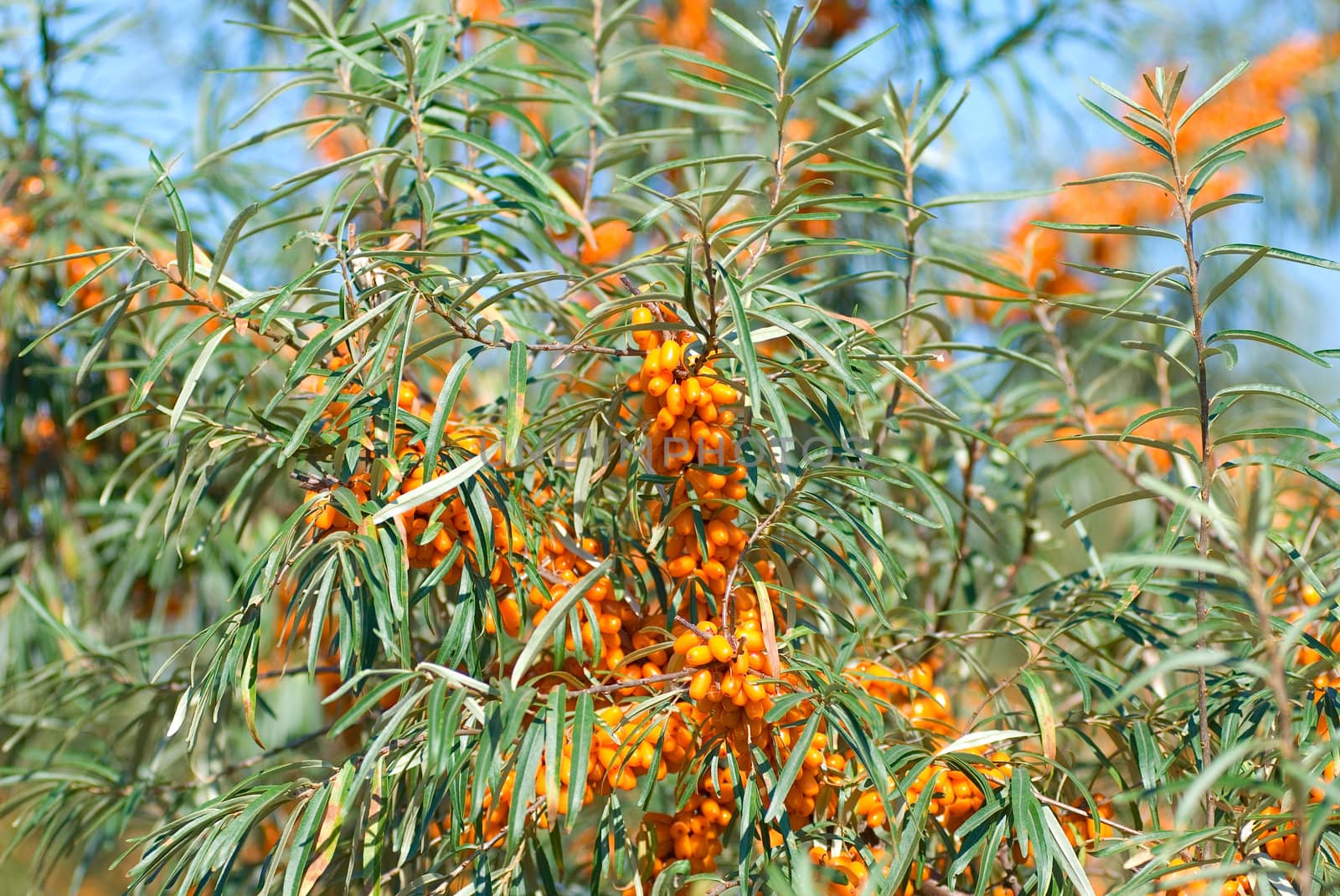 Close up of the branch of sea-buckthorn with berries.