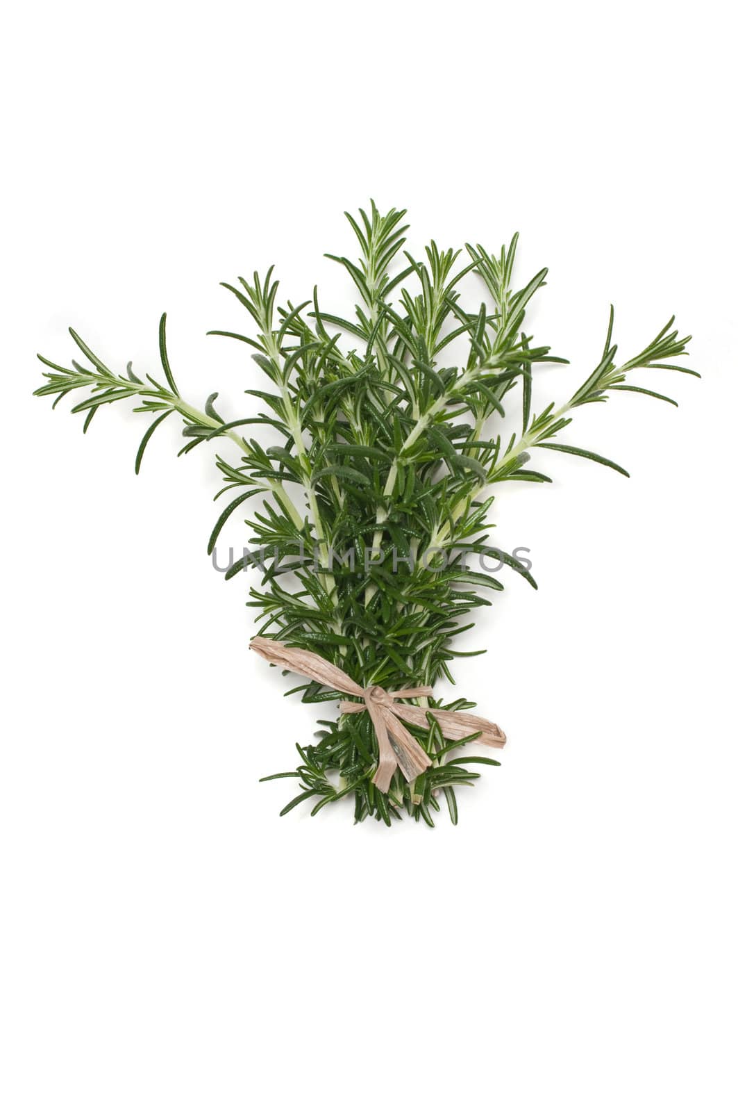 Rosemary by BVDC