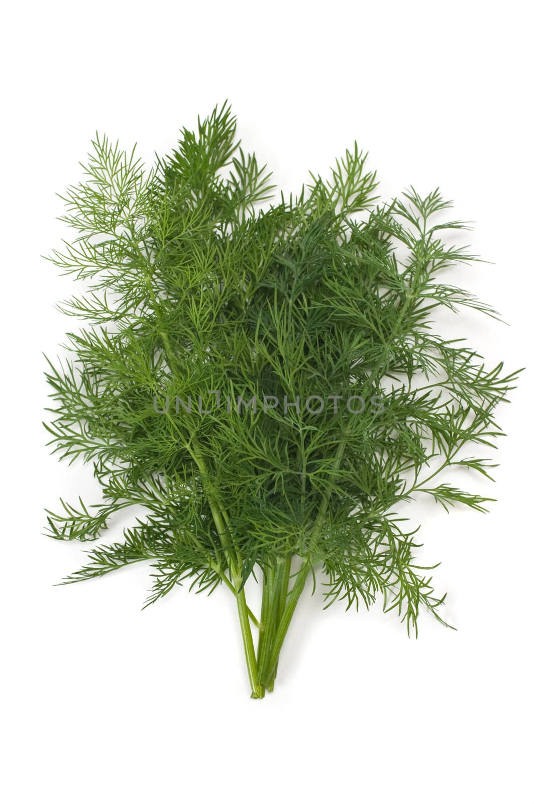 Dill Herb by BVDC