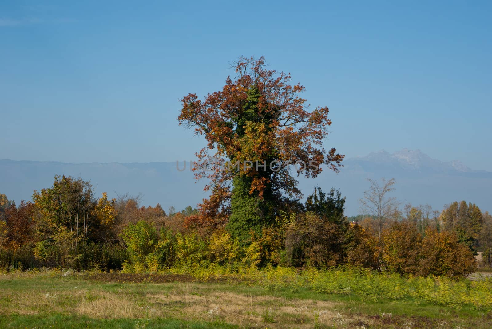 rural landscape of the Veneto in Italy