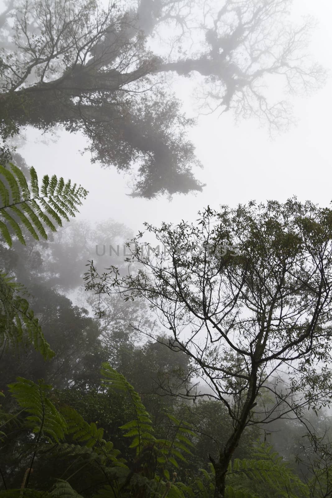 Raintree in The Fog by azamshah72