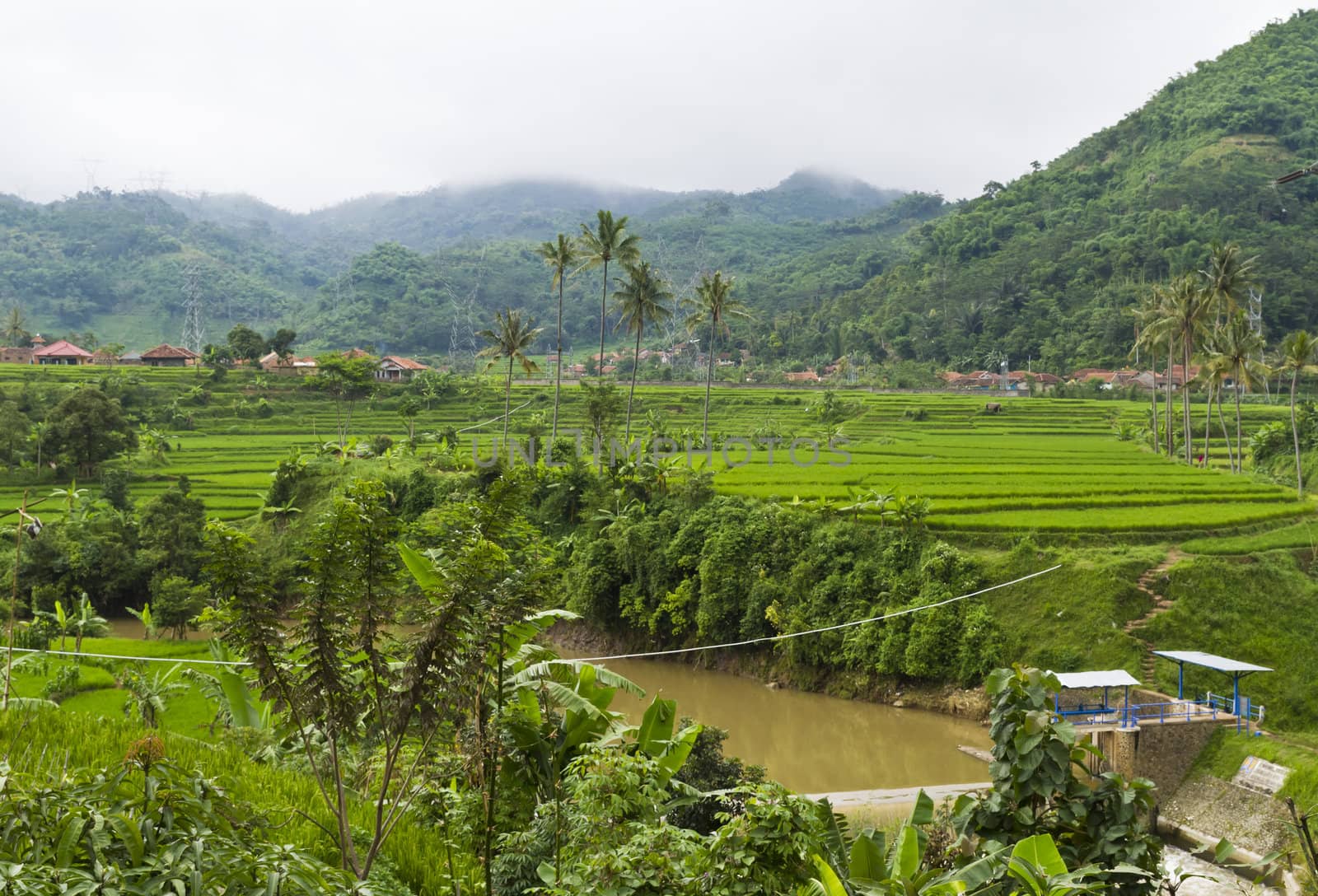 view of paddy field terrace by the mountain side in Bandung, West Jawa