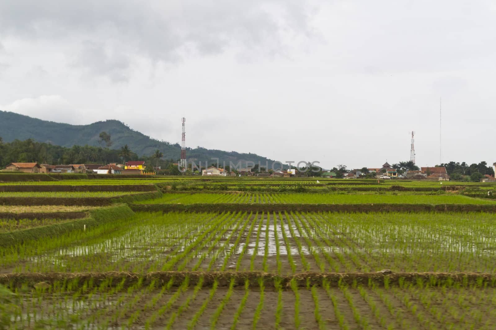 Young paddy in rows in paddy field of Bandung, Jawa