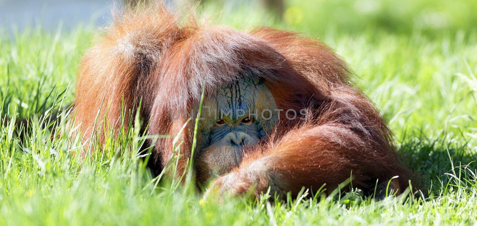 oran utan lying in the green grass