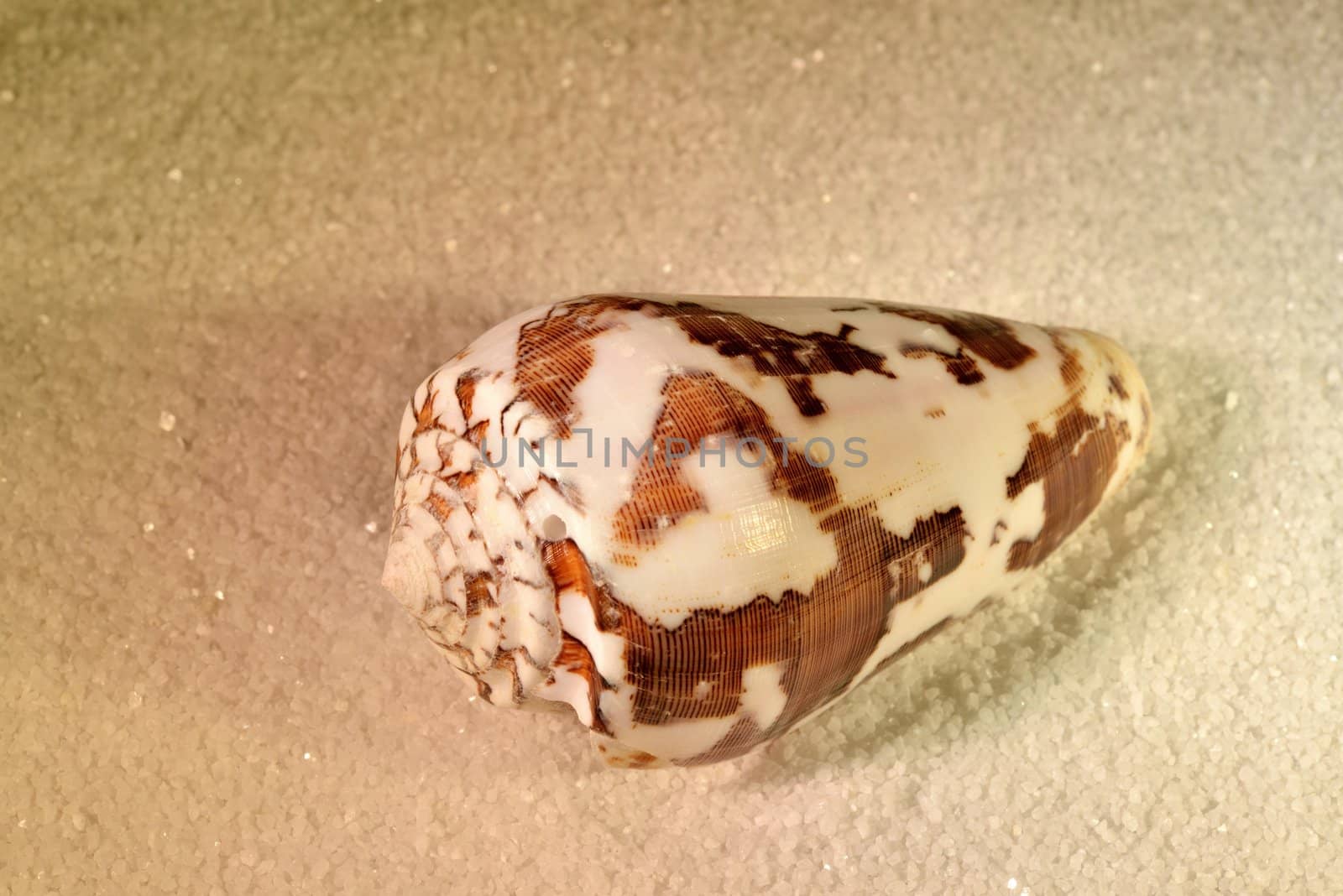 A sea shell on a light sand background