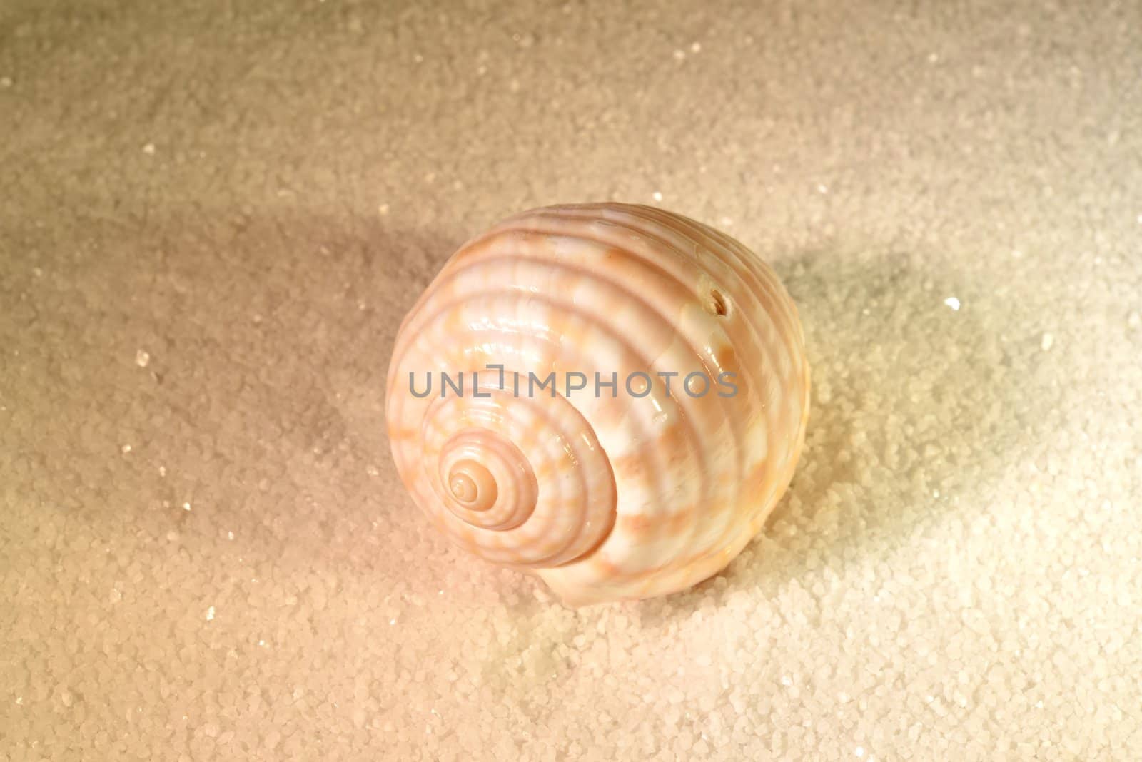 Sea shell by mizio1970