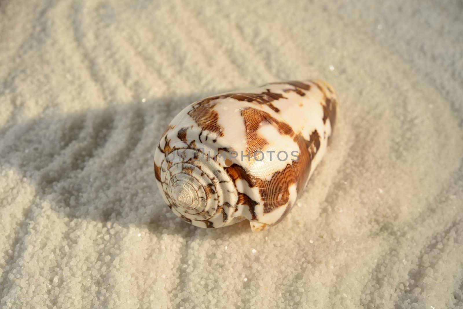 Sea shell by mizio1970