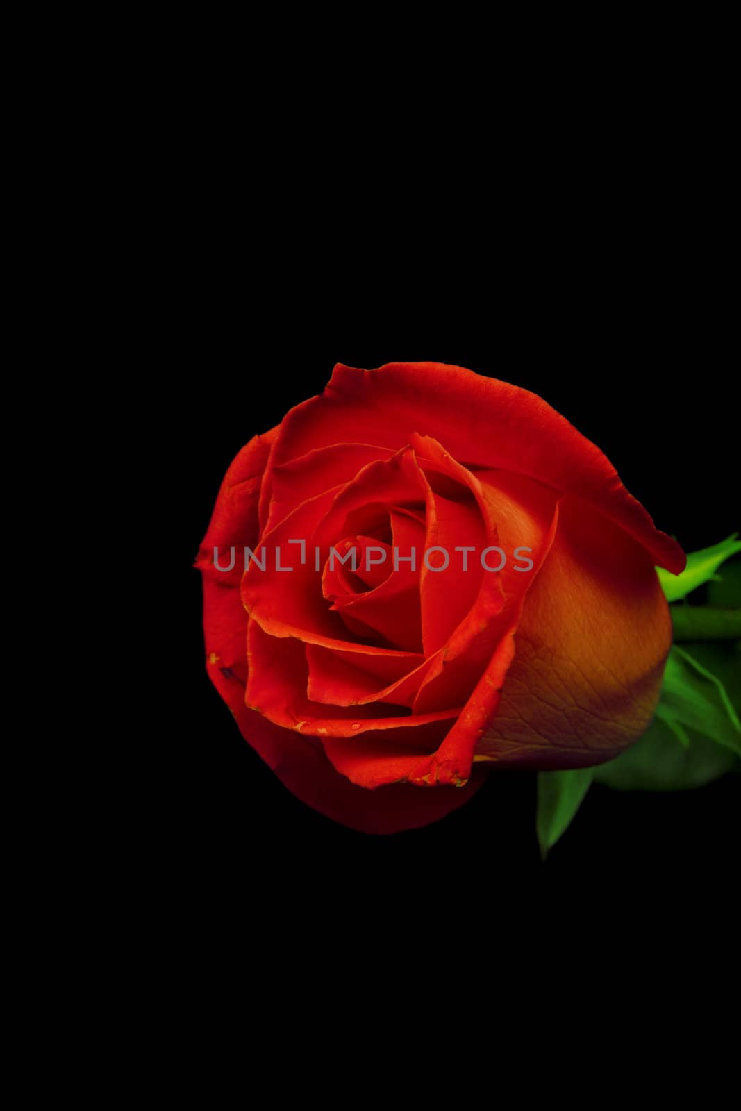 Beautiful red rose on a dark background