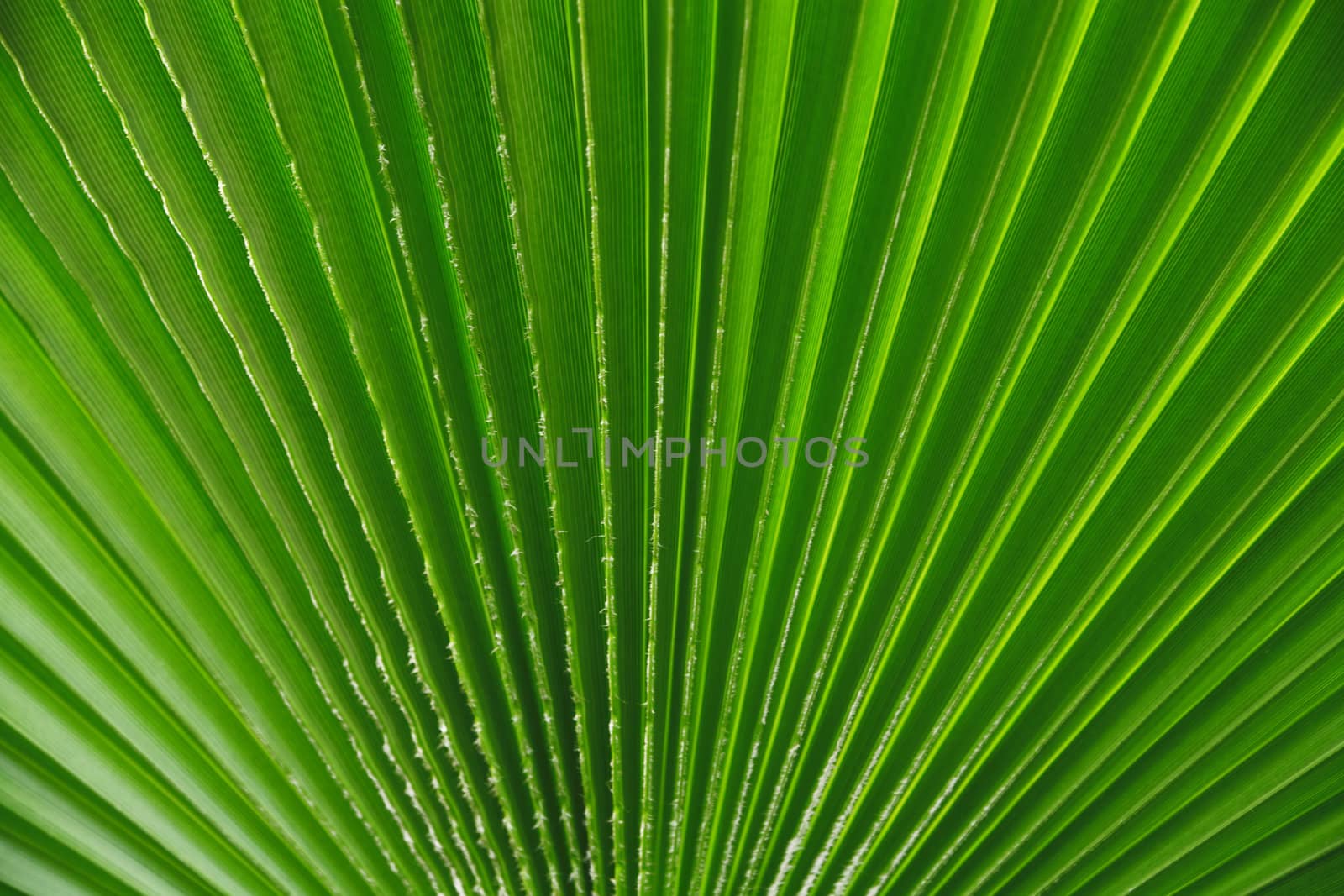 abstract background from the brightly green leaf of palm